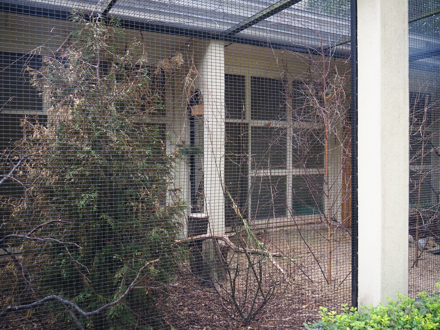 Aviary passerine birds & pheasant