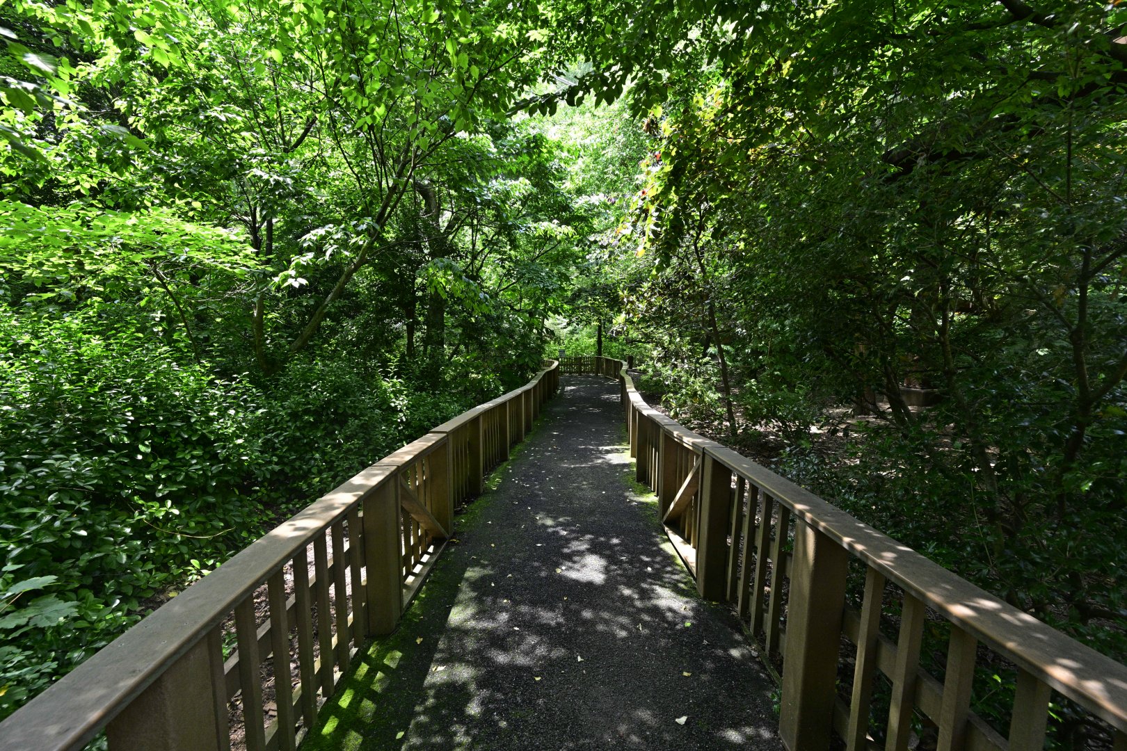 Aviary - Path through the Understory