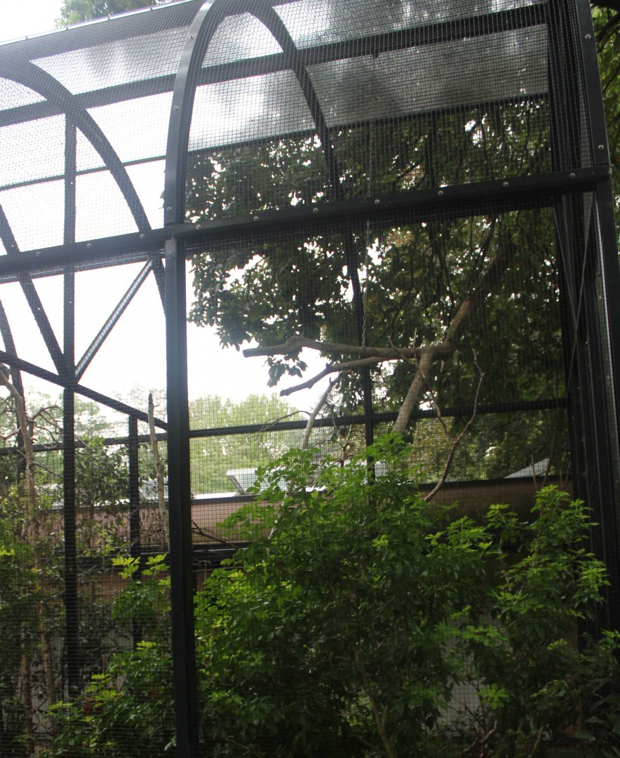 Aviary Purple-naped lory