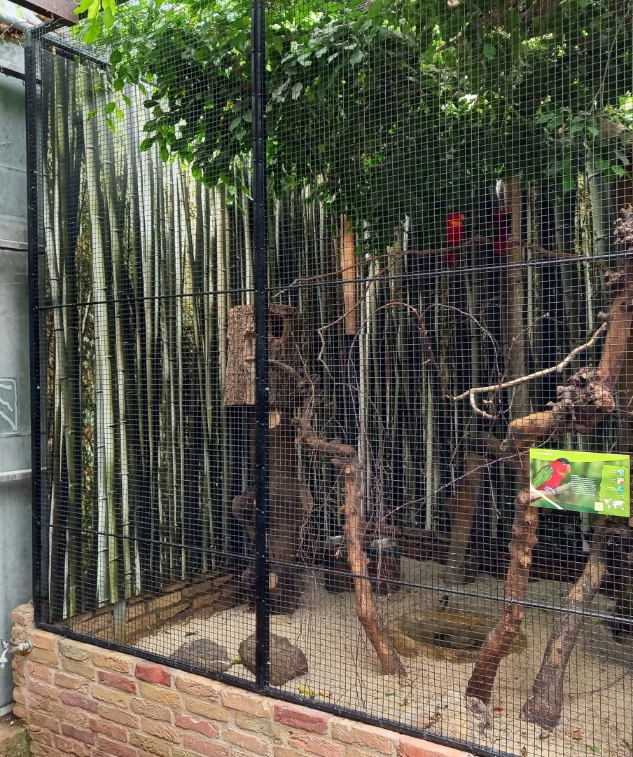 Aviary Purple-naped lory