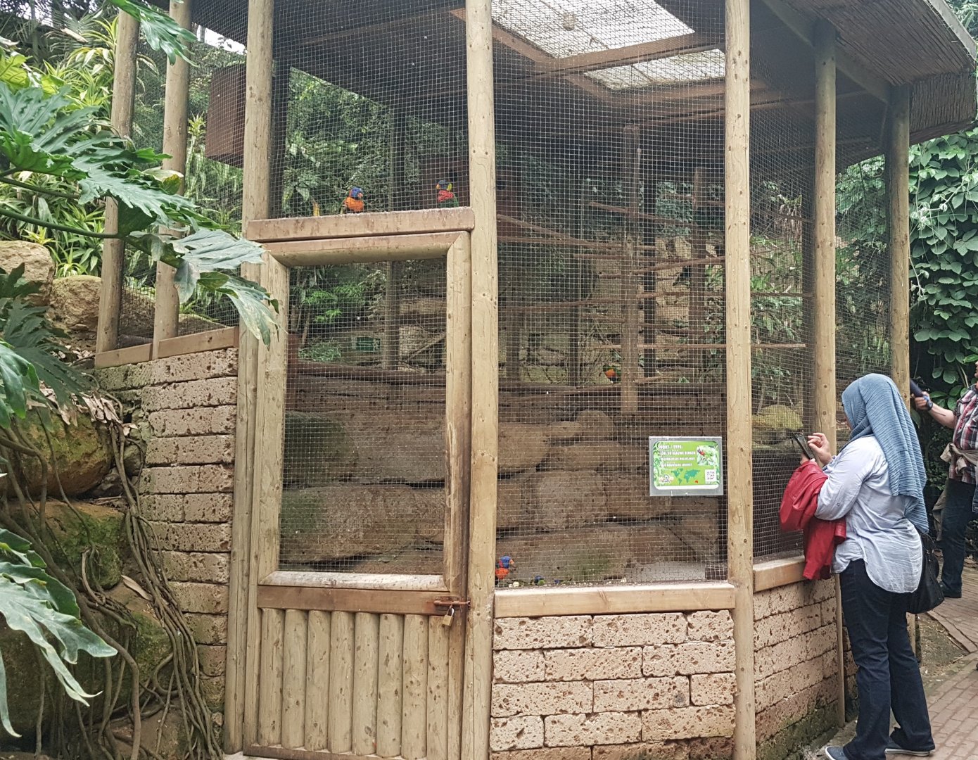 Aviary Rainbow lorikeet
