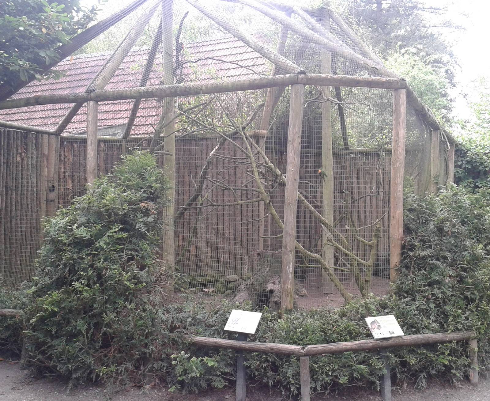 Aviary Rainbow lorikeets