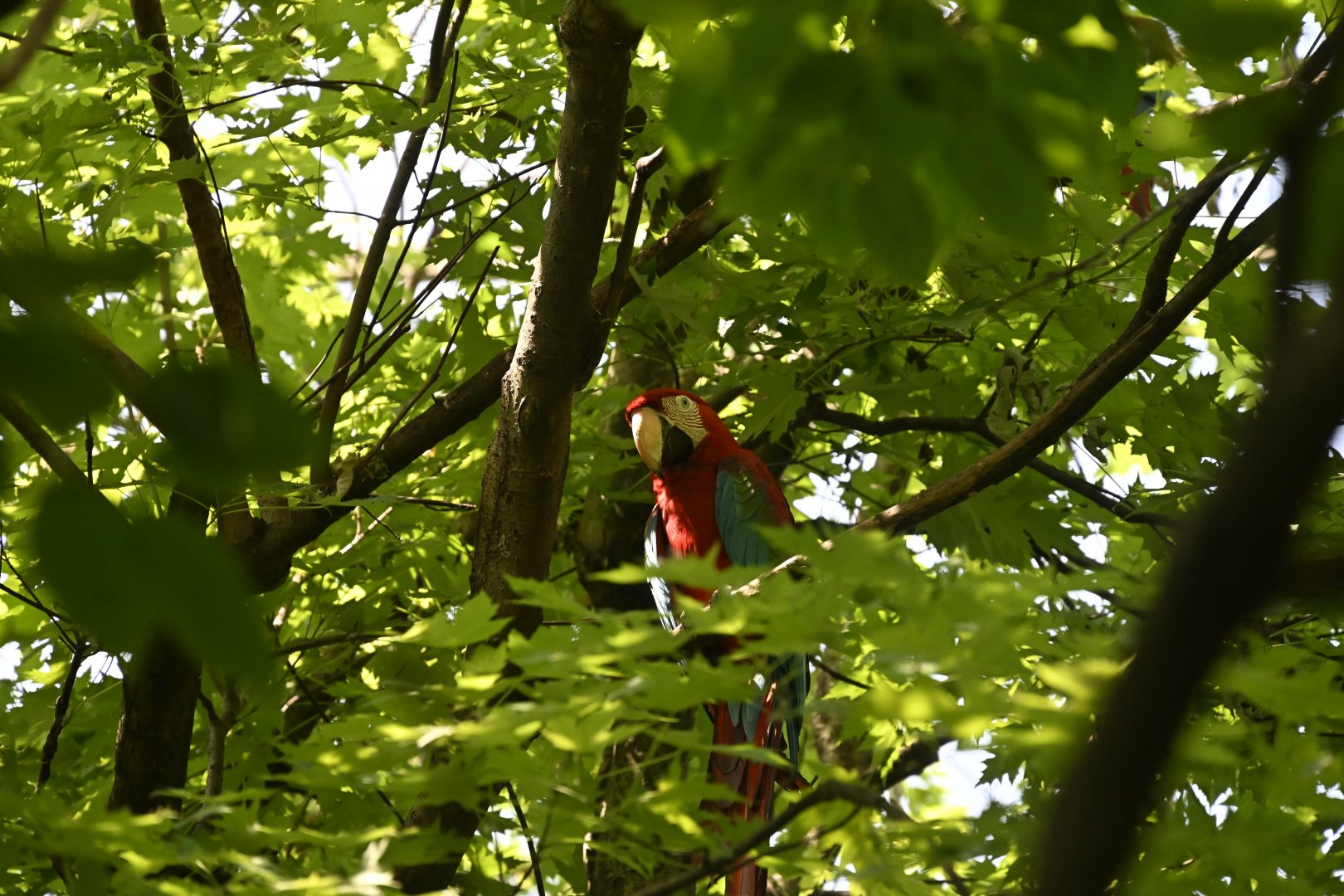 Aviary - Red-and-green Macaw (Ara chloropterus)