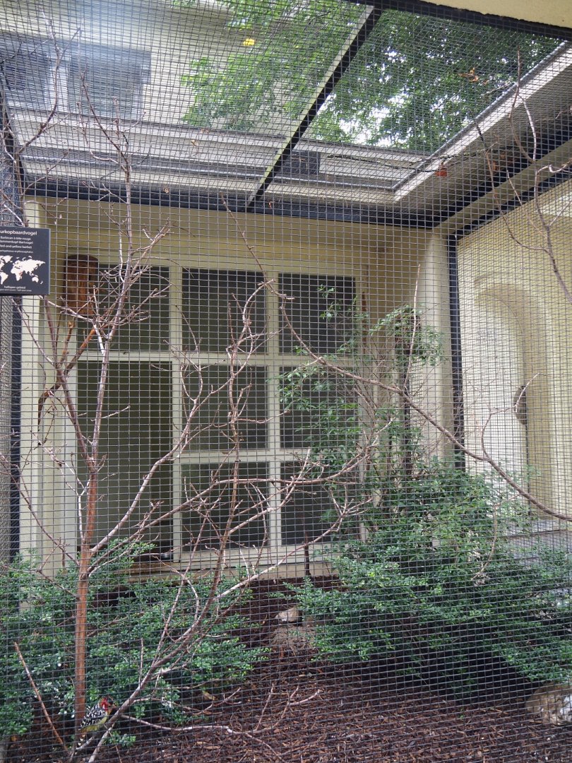 Aviary Red-and-yellow barbet (Trachyphonus erythrocephalus)
