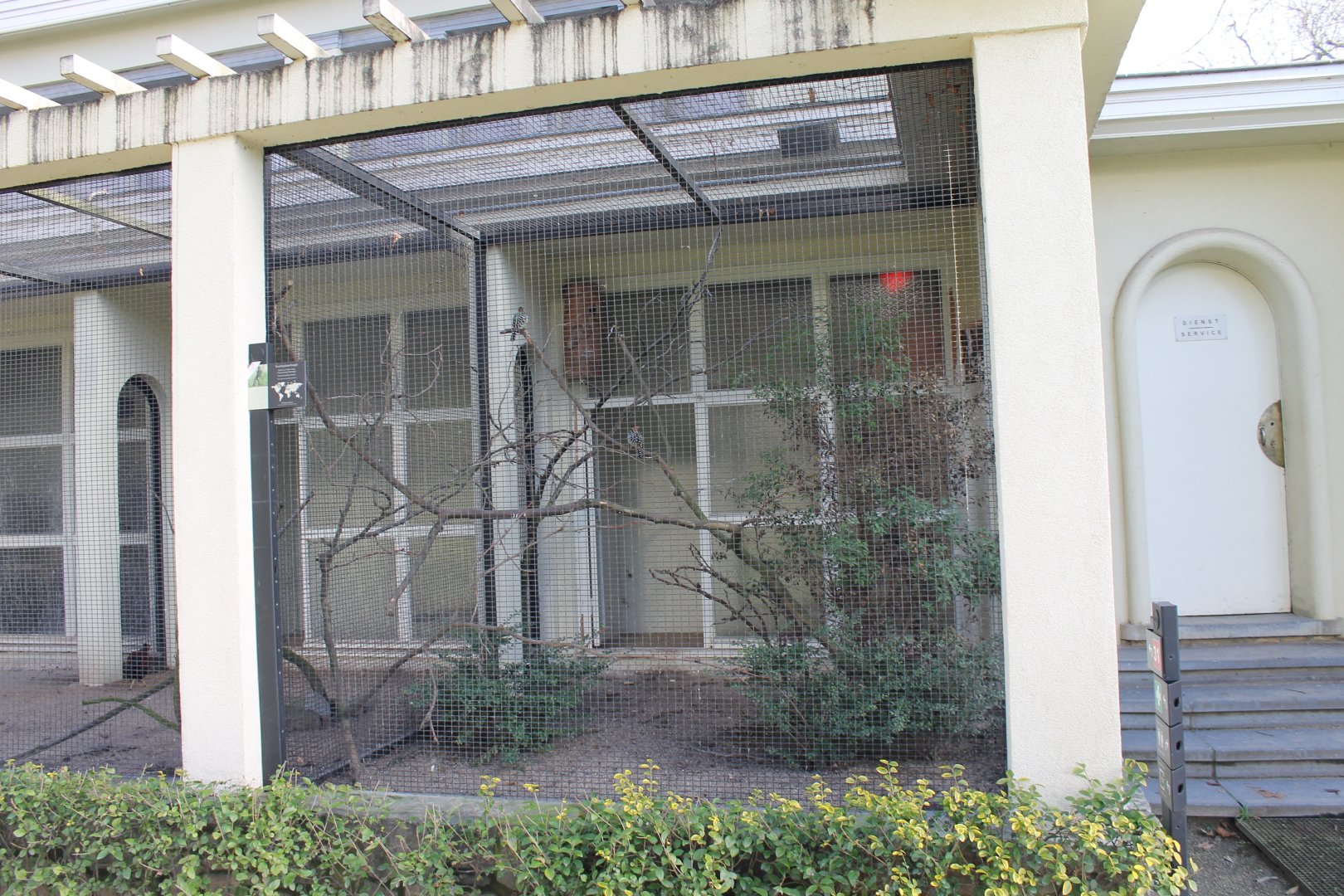 Aviary Red-and-yellow barbet