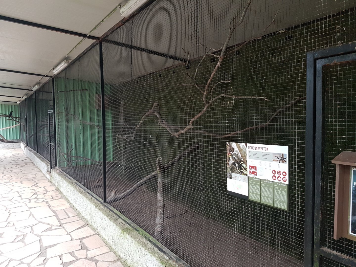 Aviary Red-billed hornbill