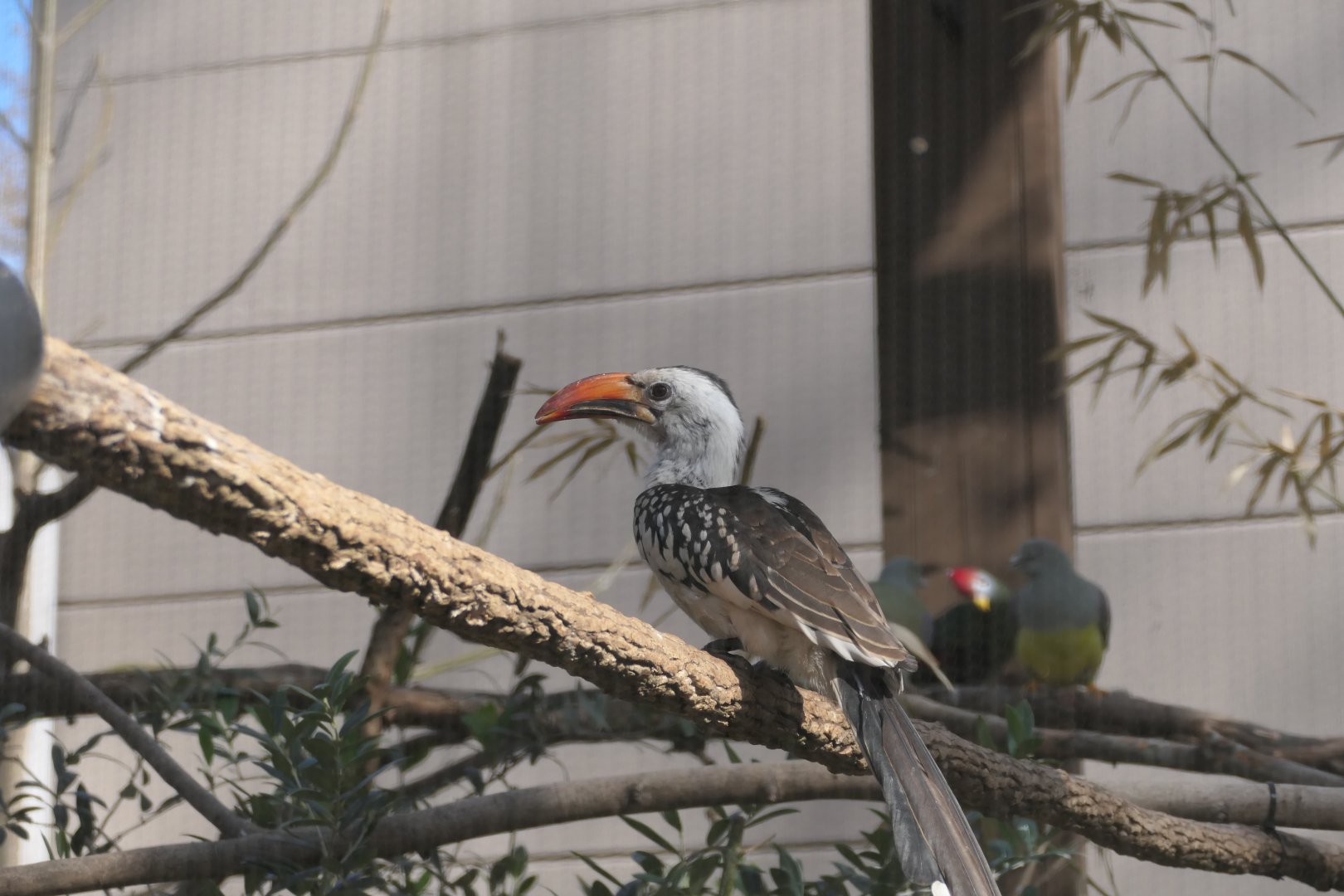Aviary - Red-billed Hornbill