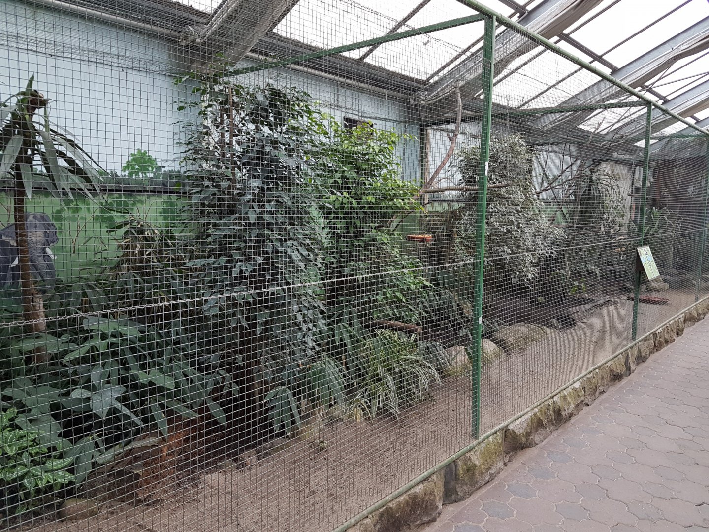 Aviary Red-crested touraco - Superb starling