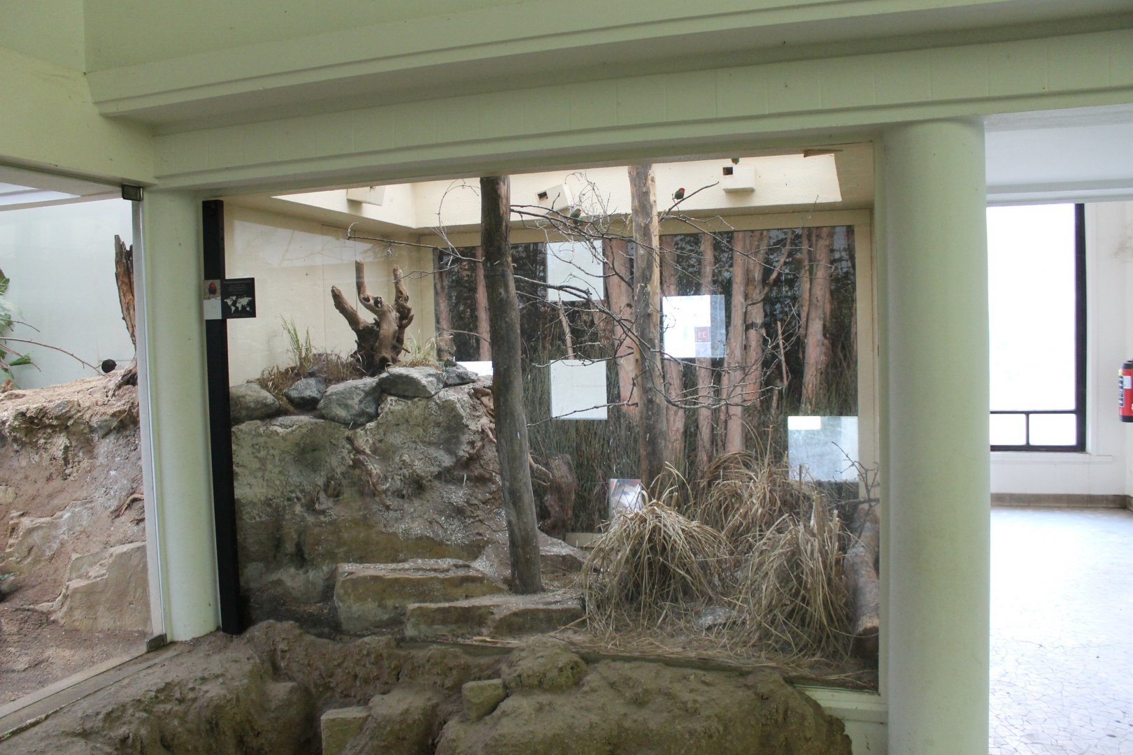 Aviary Red-faced parrot-finch