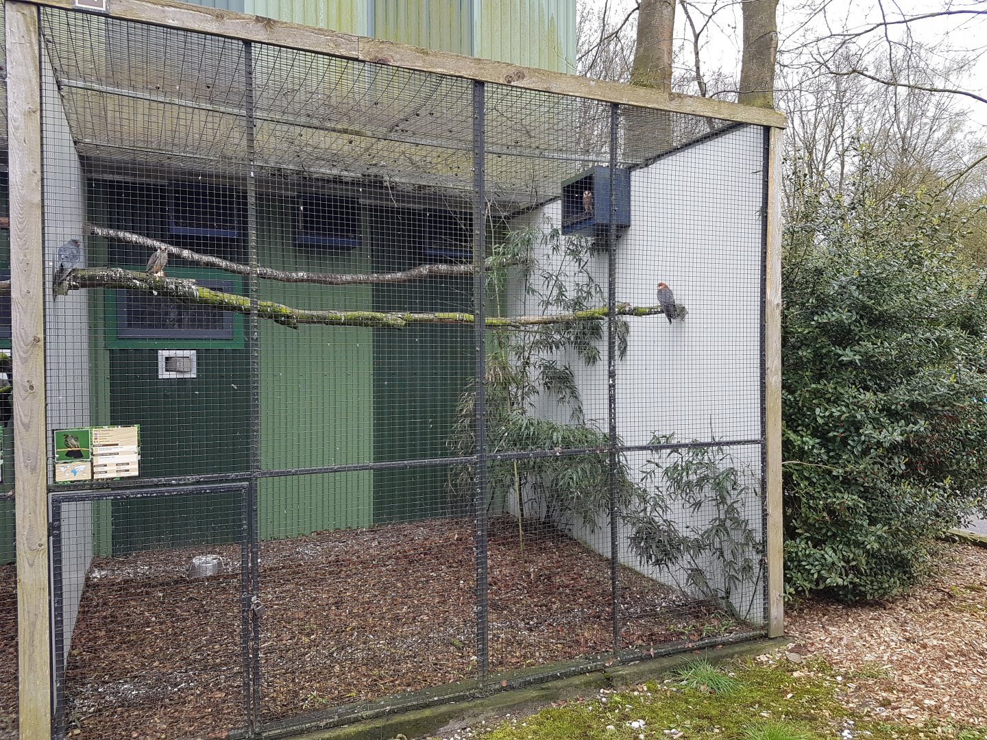 Aviary Red-footed falcon
