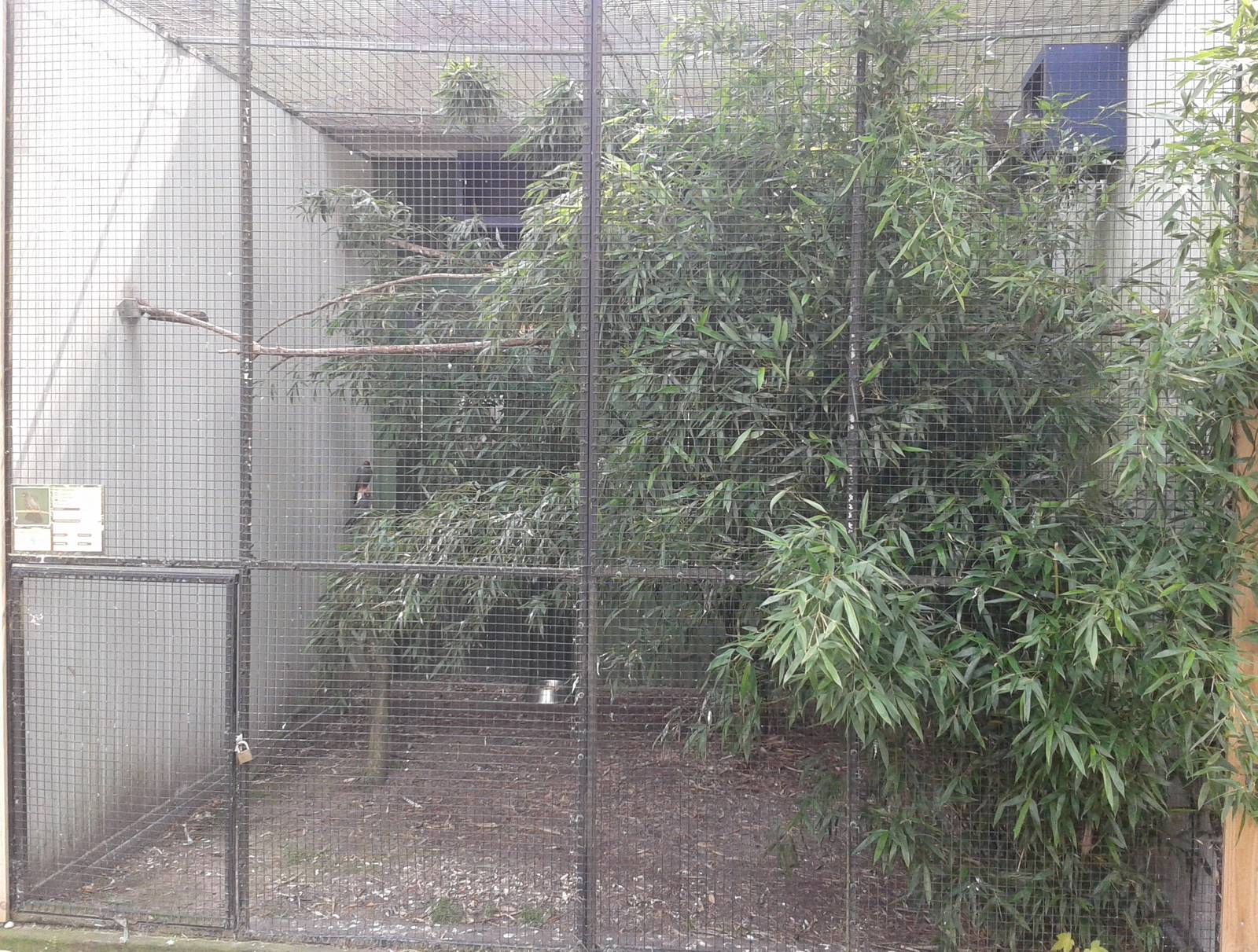 Aviary Red-footed falcons