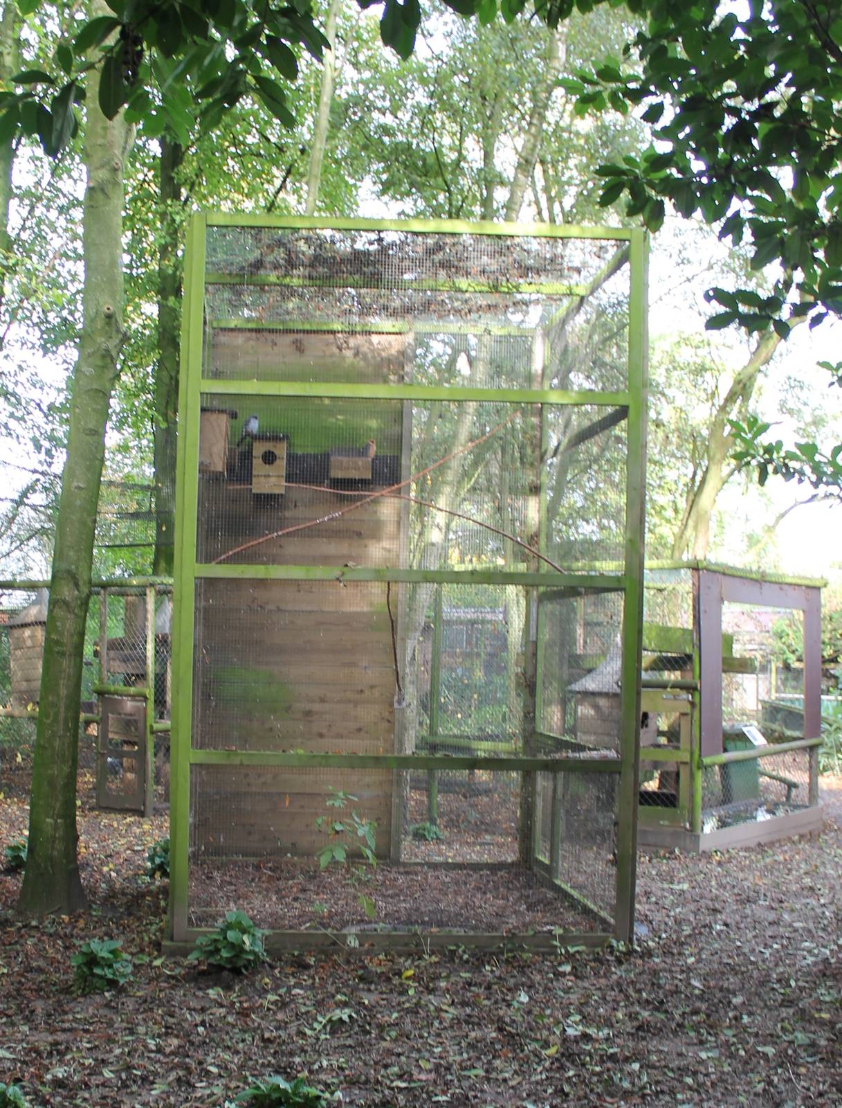 Aviary Red-footed falcons