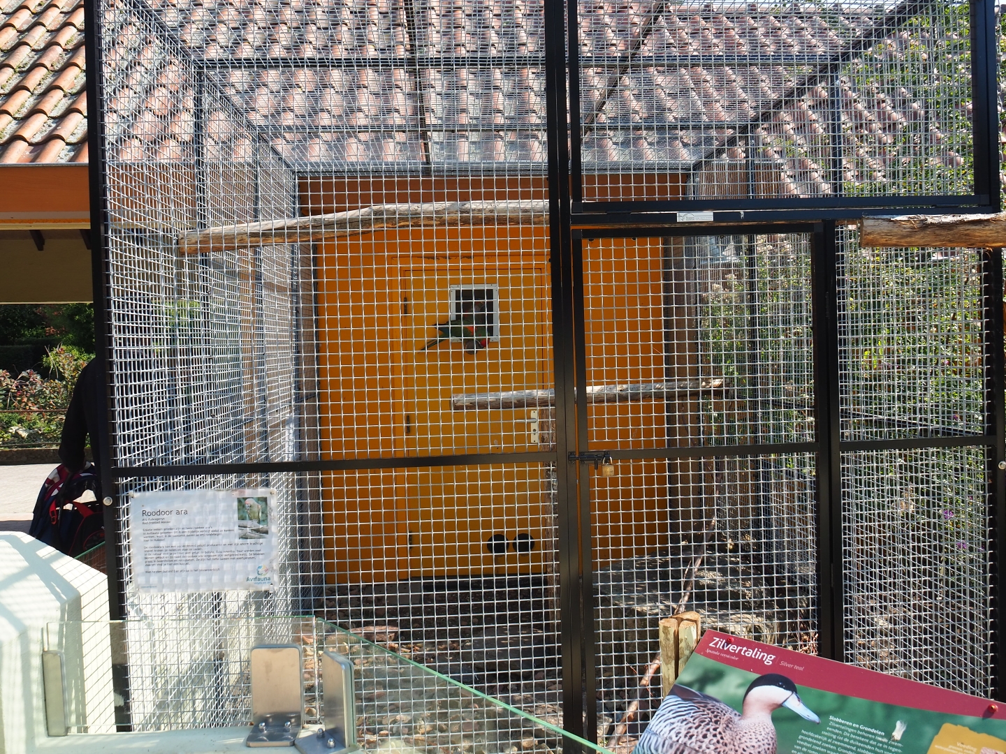 Aviary red-fronted macaw (Sep 2nd, 2018)