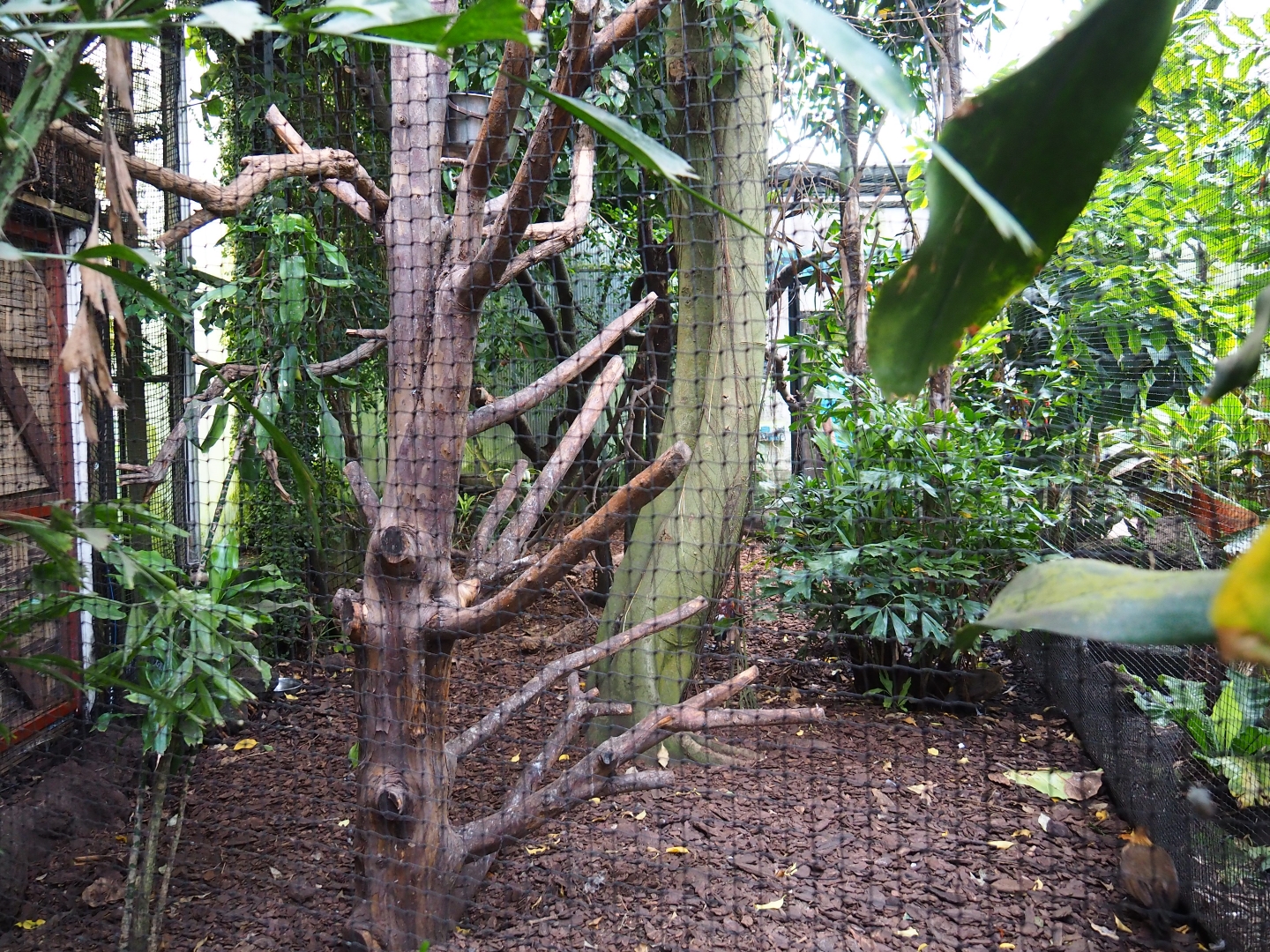 Aviary Red junglefowl - Luzon rufous hornbill (Sep 2nd, 2018)