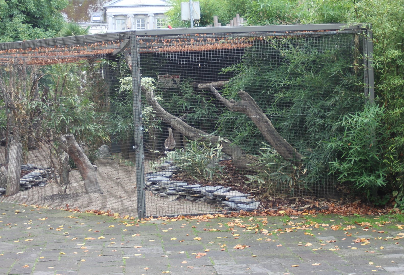 Aviary Red-legged seriema