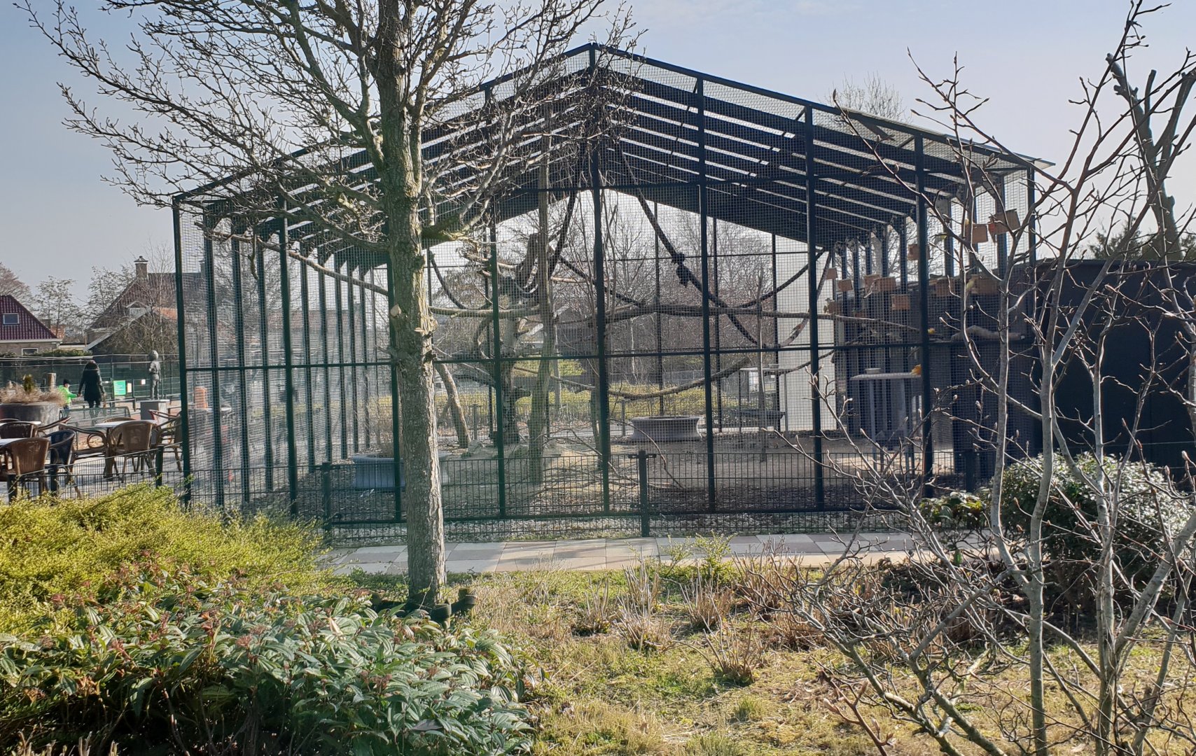 Aviary Red-rumped parrot