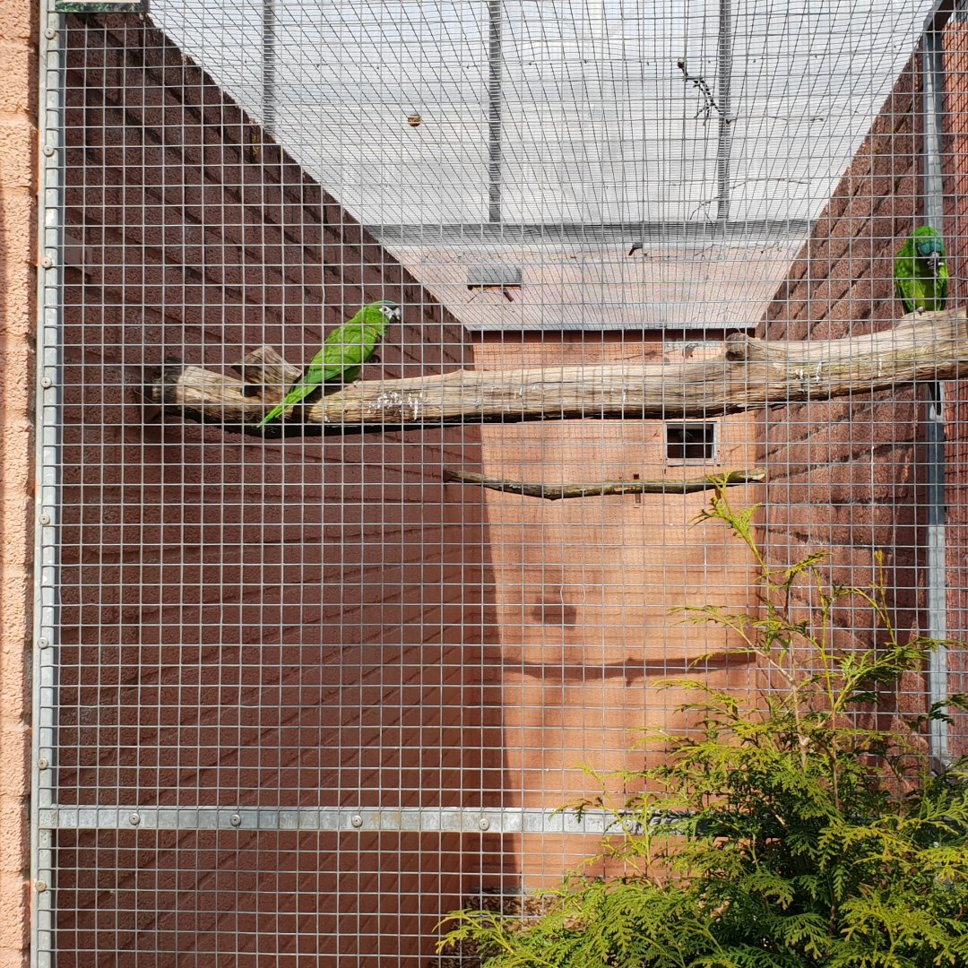 Aviary Red-shouldered macaw