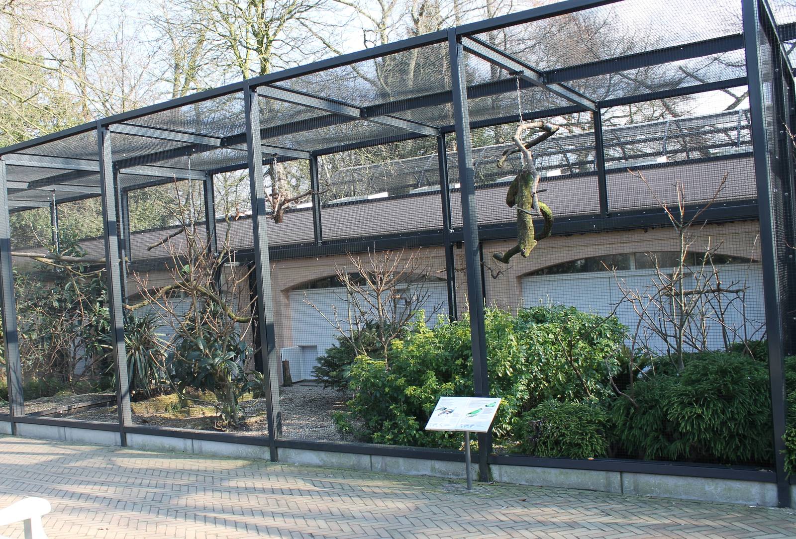 Aviary Red-tailed amazon