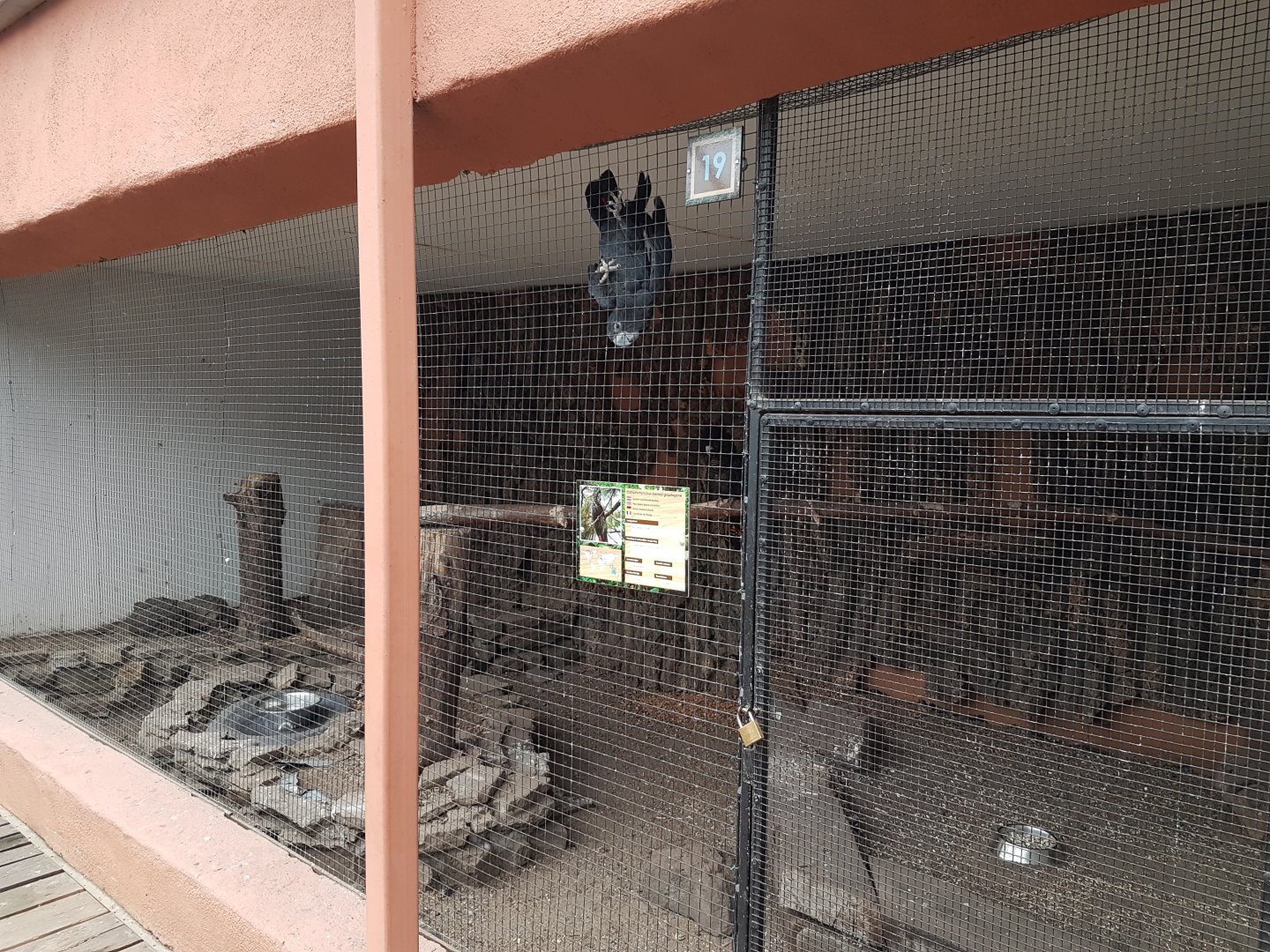 Aviary Red-tailed cockatoo