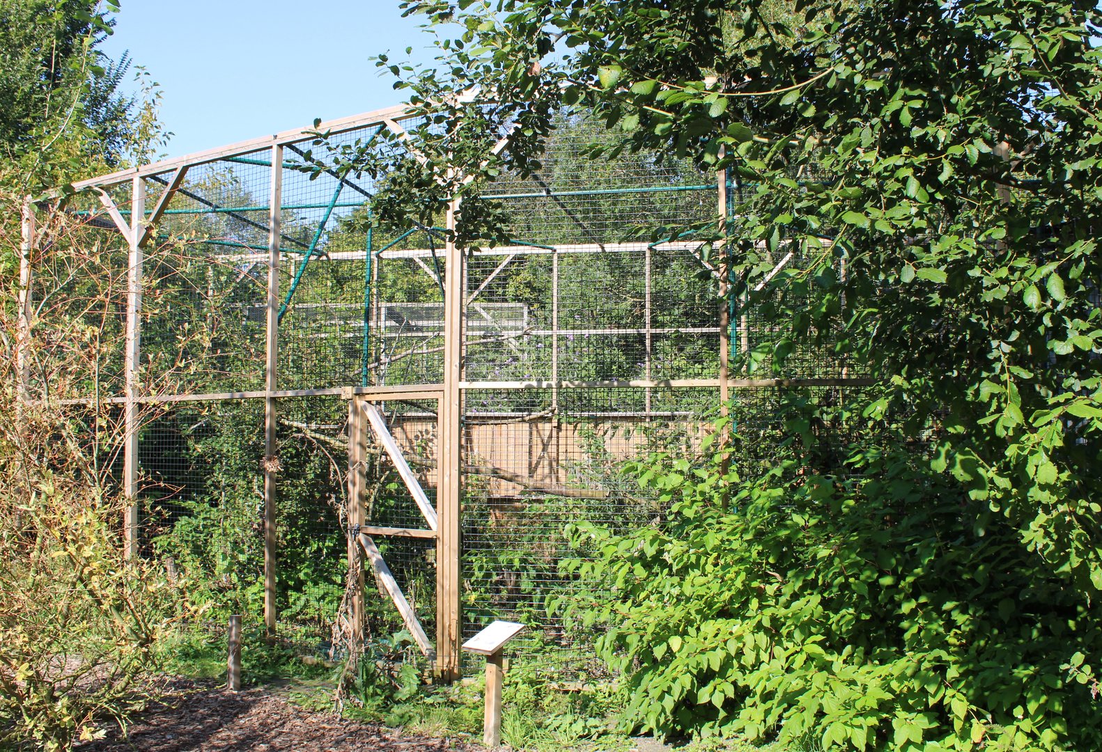 Aviary Red-tailed hawk