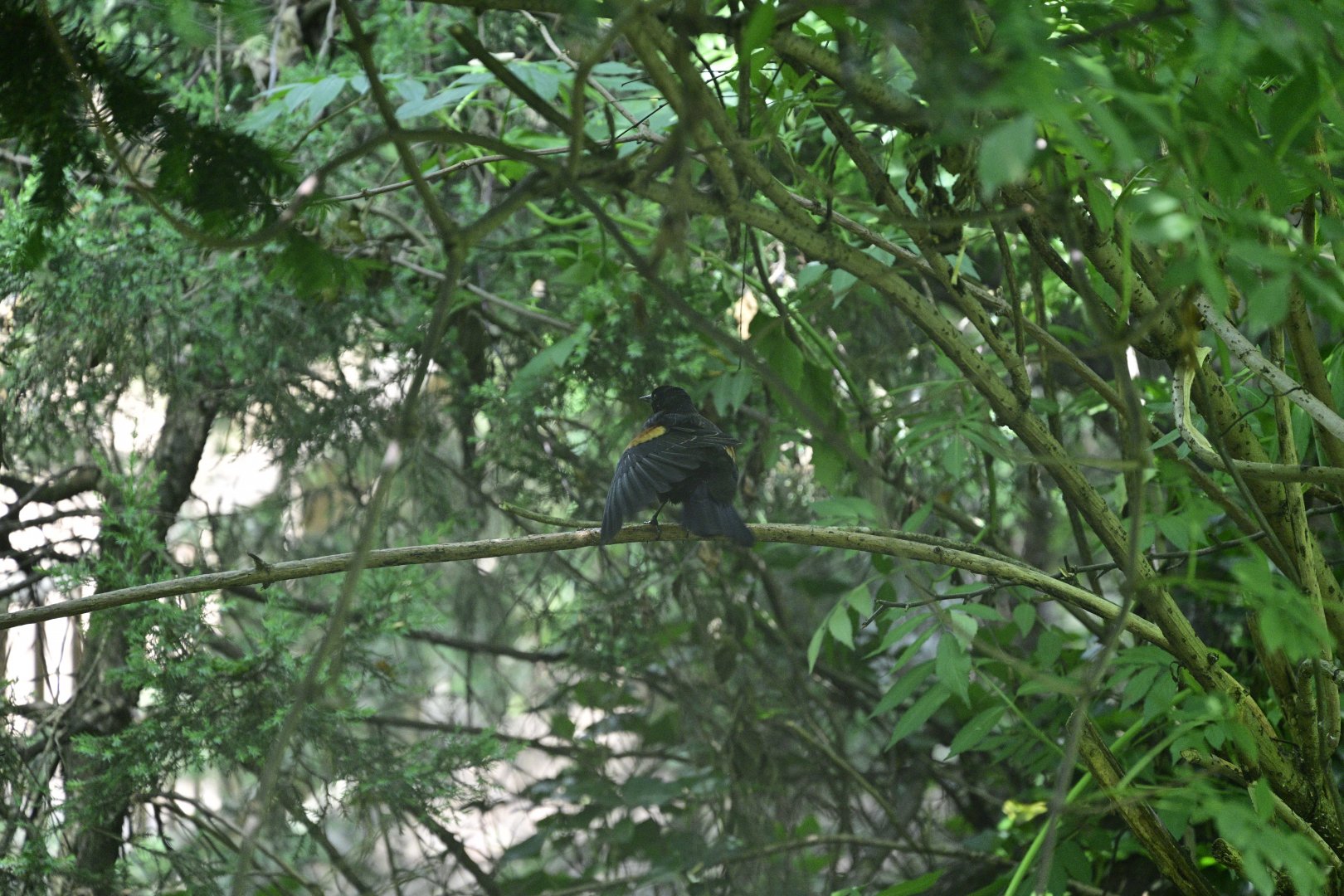 Aviary - Red-winged Blackbird (Agelaius phoeniceus)