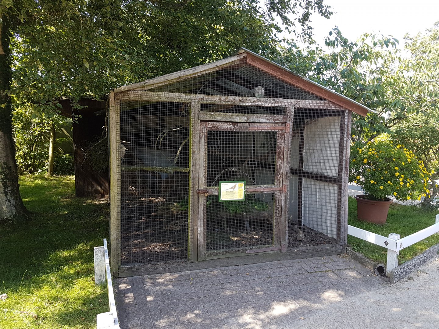 Aviary Reeve's pheasant