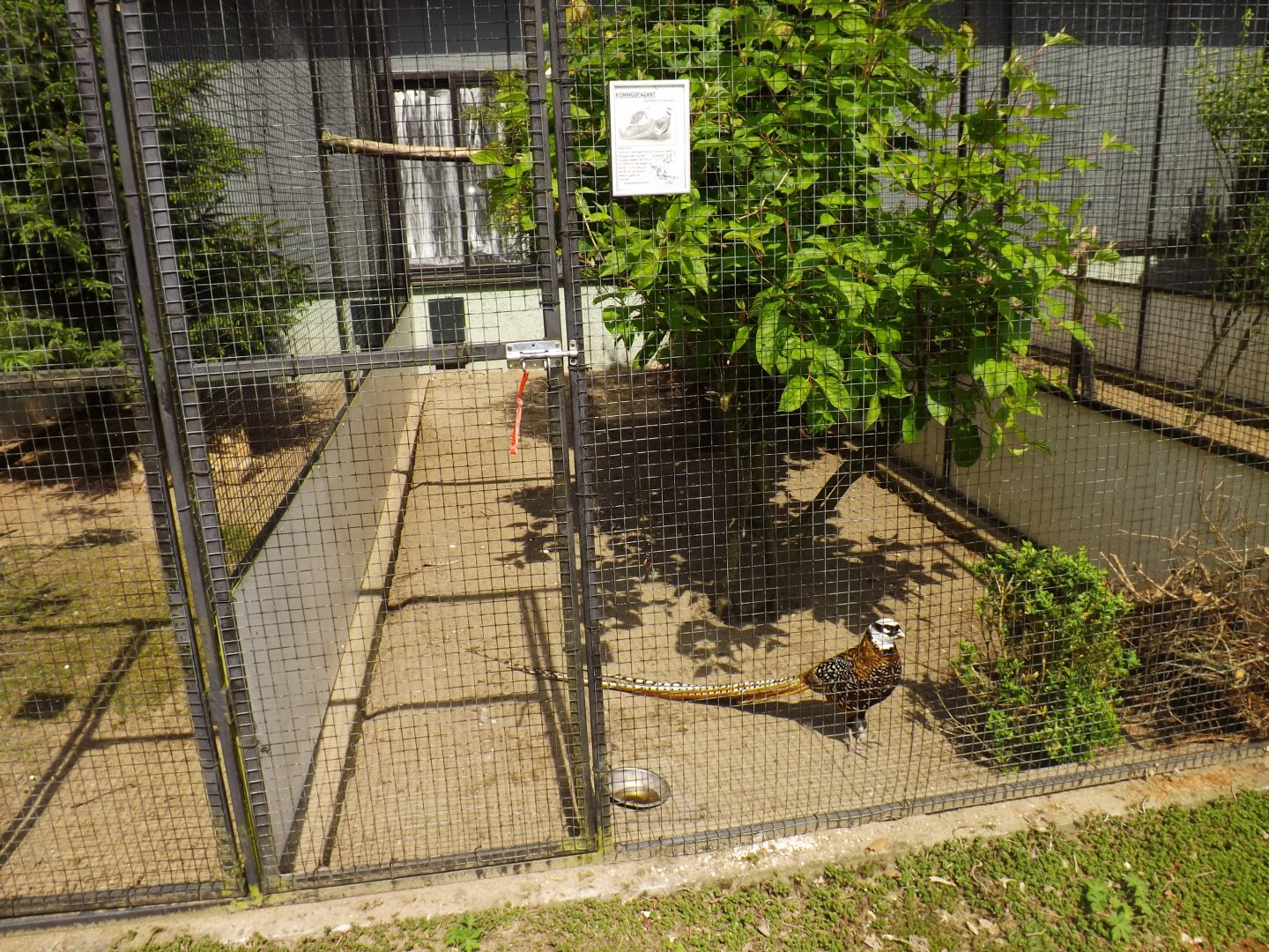 Aviary Reeves's Pheasant - 2013/14