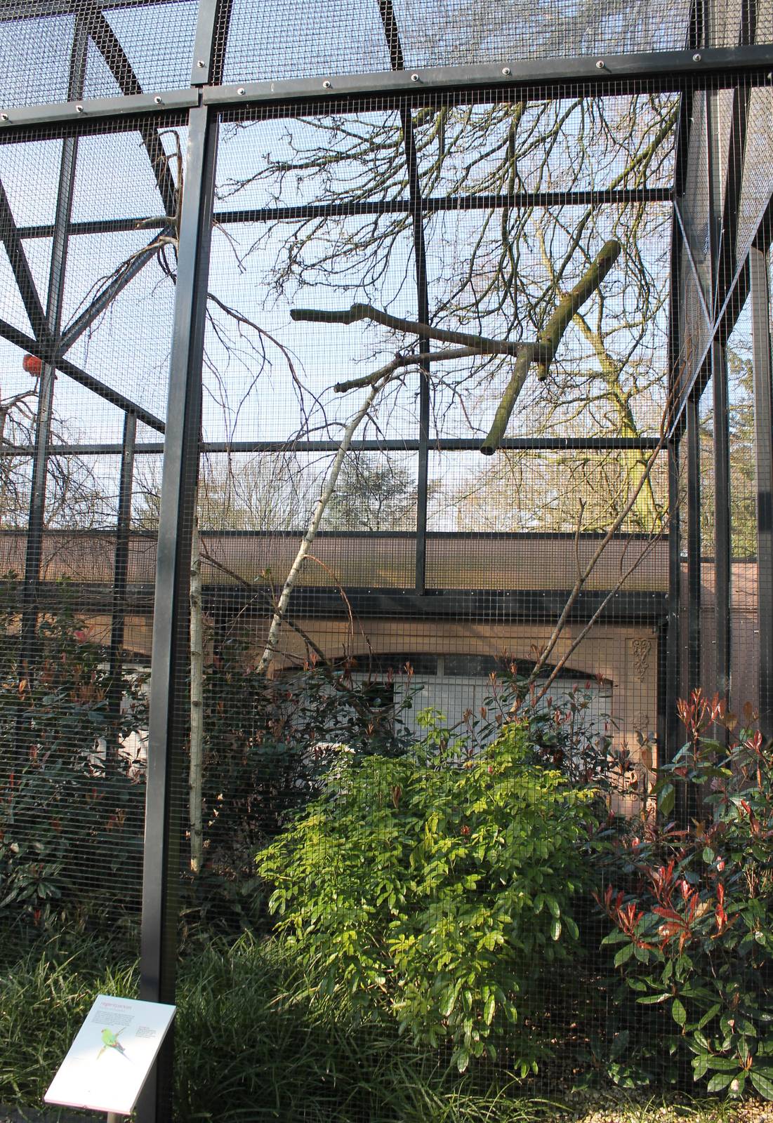 Aviary Regent parrot