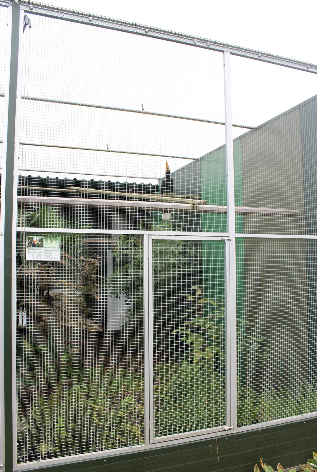 Aviary Rhinoceros hornbill