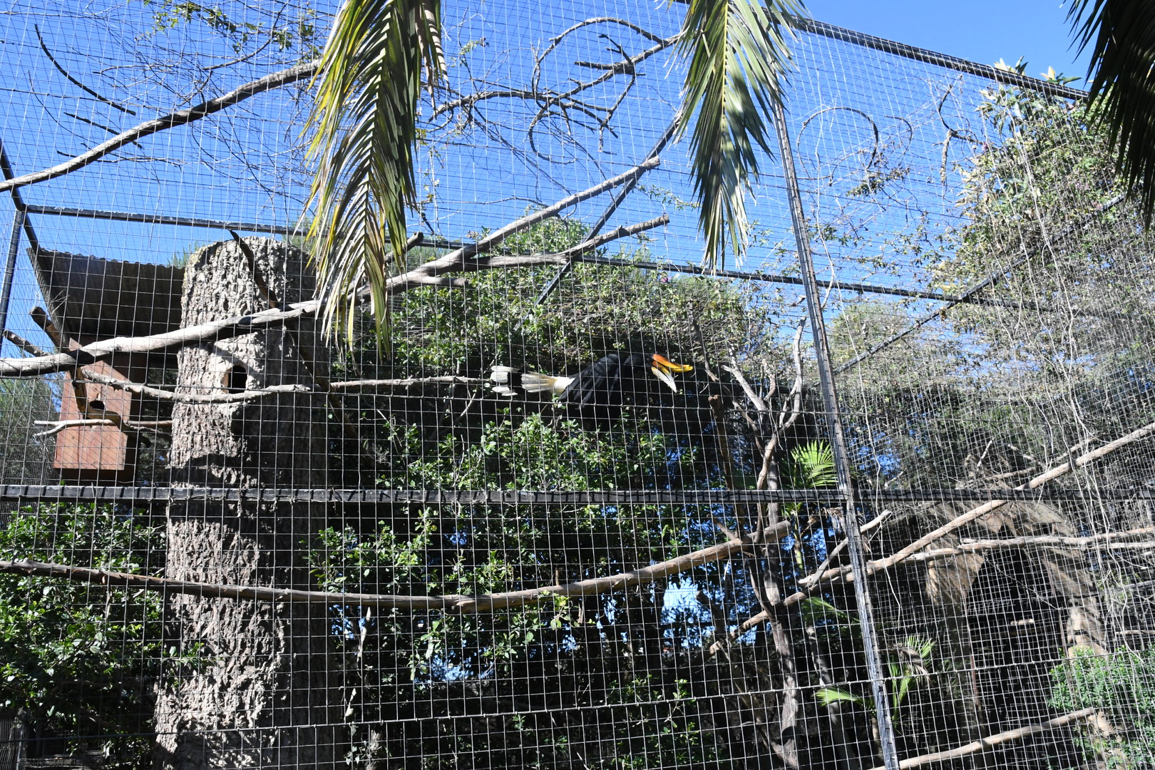 Aviary (Rhinoceros Hornbill)