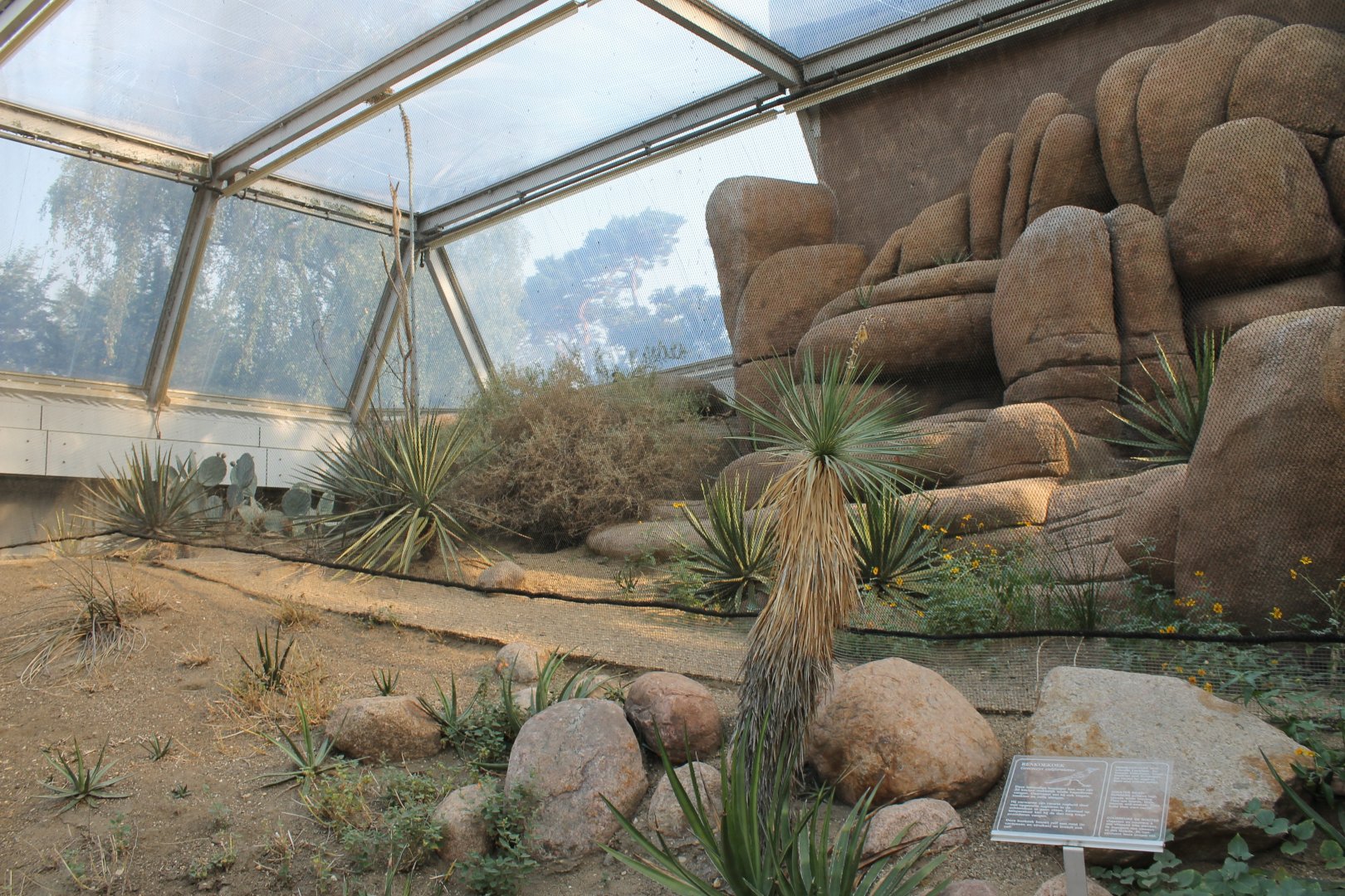 Aviary Roadrunner - Burrowing owl