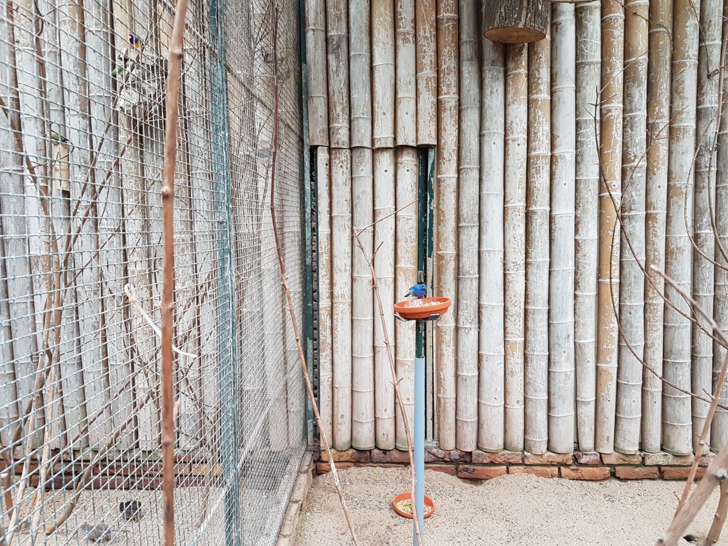 Aviary Rose-bellied bunting