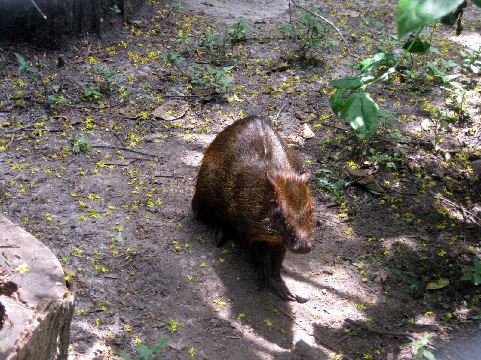 Aviary Row-Agouti