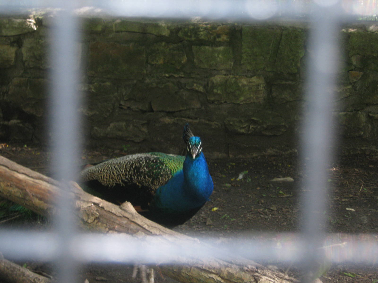 Aviary Row-Common Peafowl