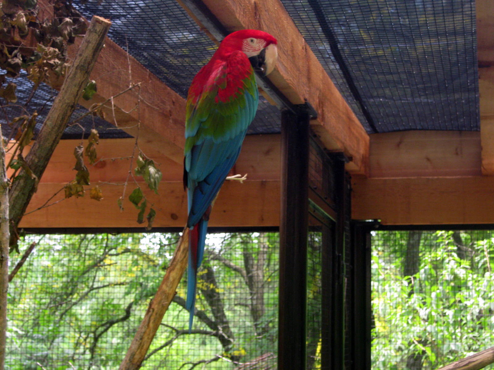 Aviary Row-Green-winged Macaw