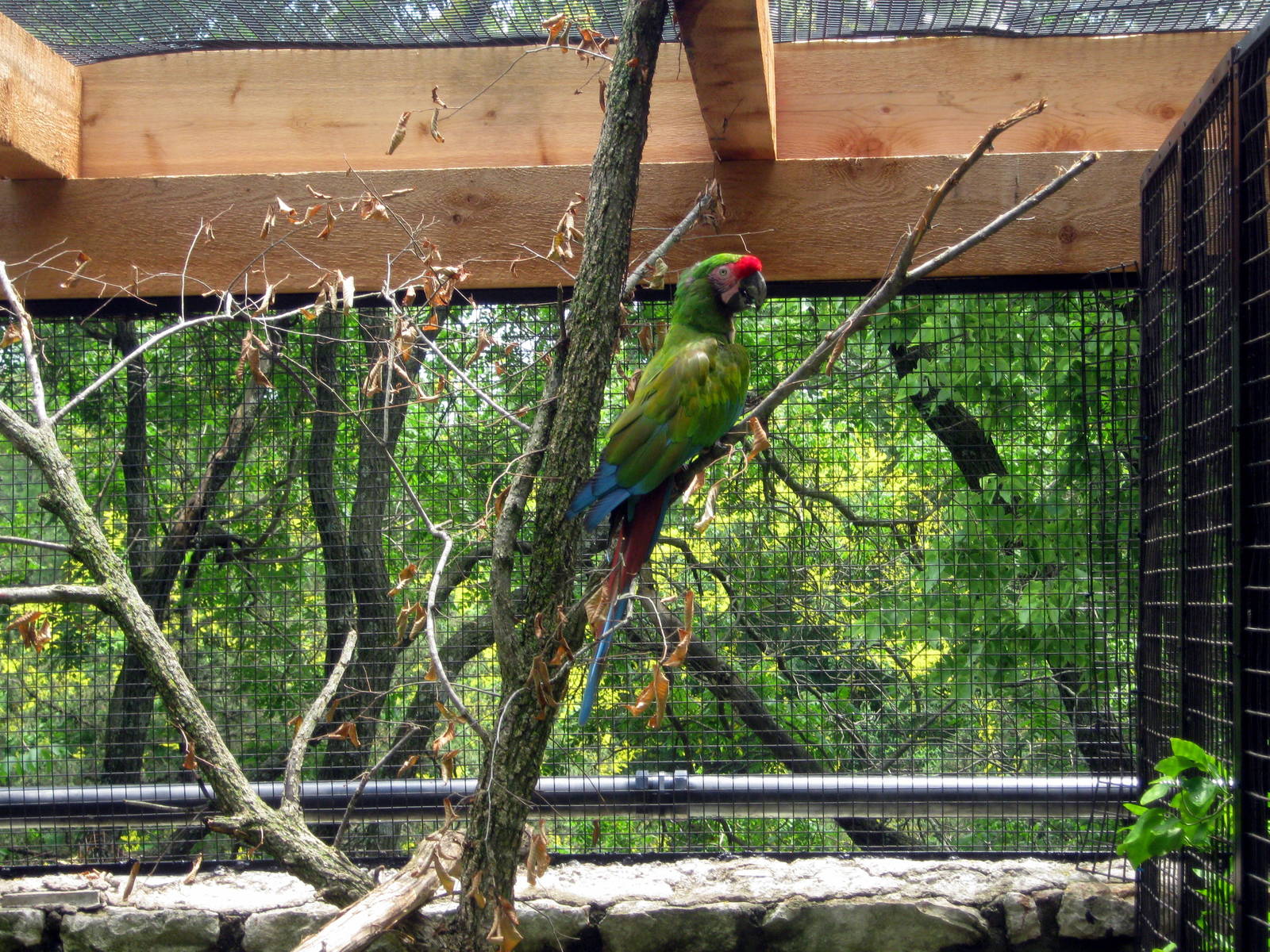 Aviary Row-Military Macaw