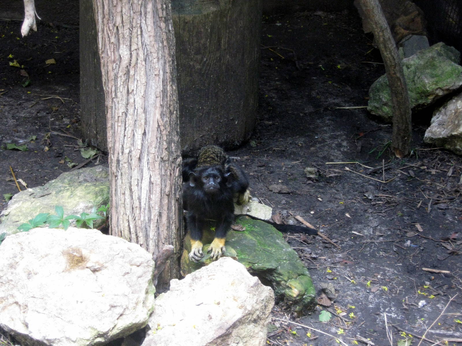 Aviary Row-Red-handed Tamarin