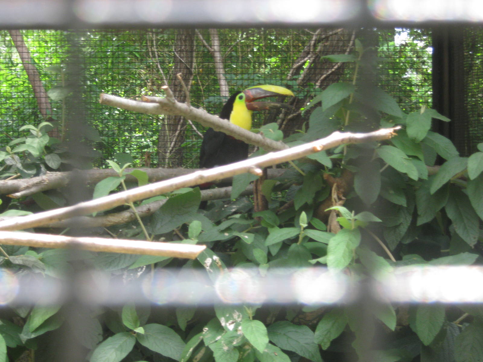 Aviary Row-Swainson's Toucan
