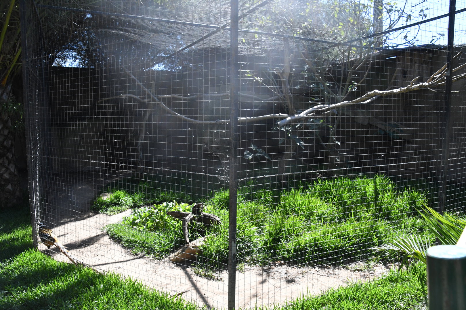 Aviary (Rufous Hornbill and Reeves' Pheasant)