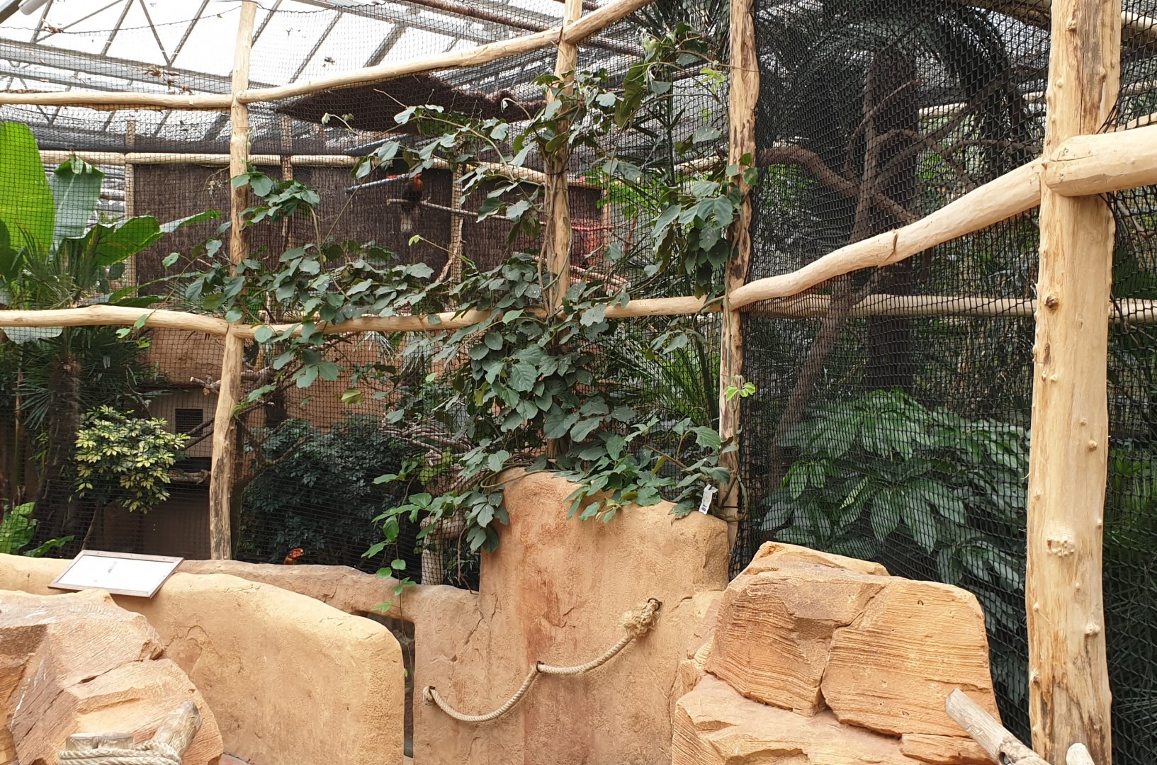 Aviary Rufous hornbill