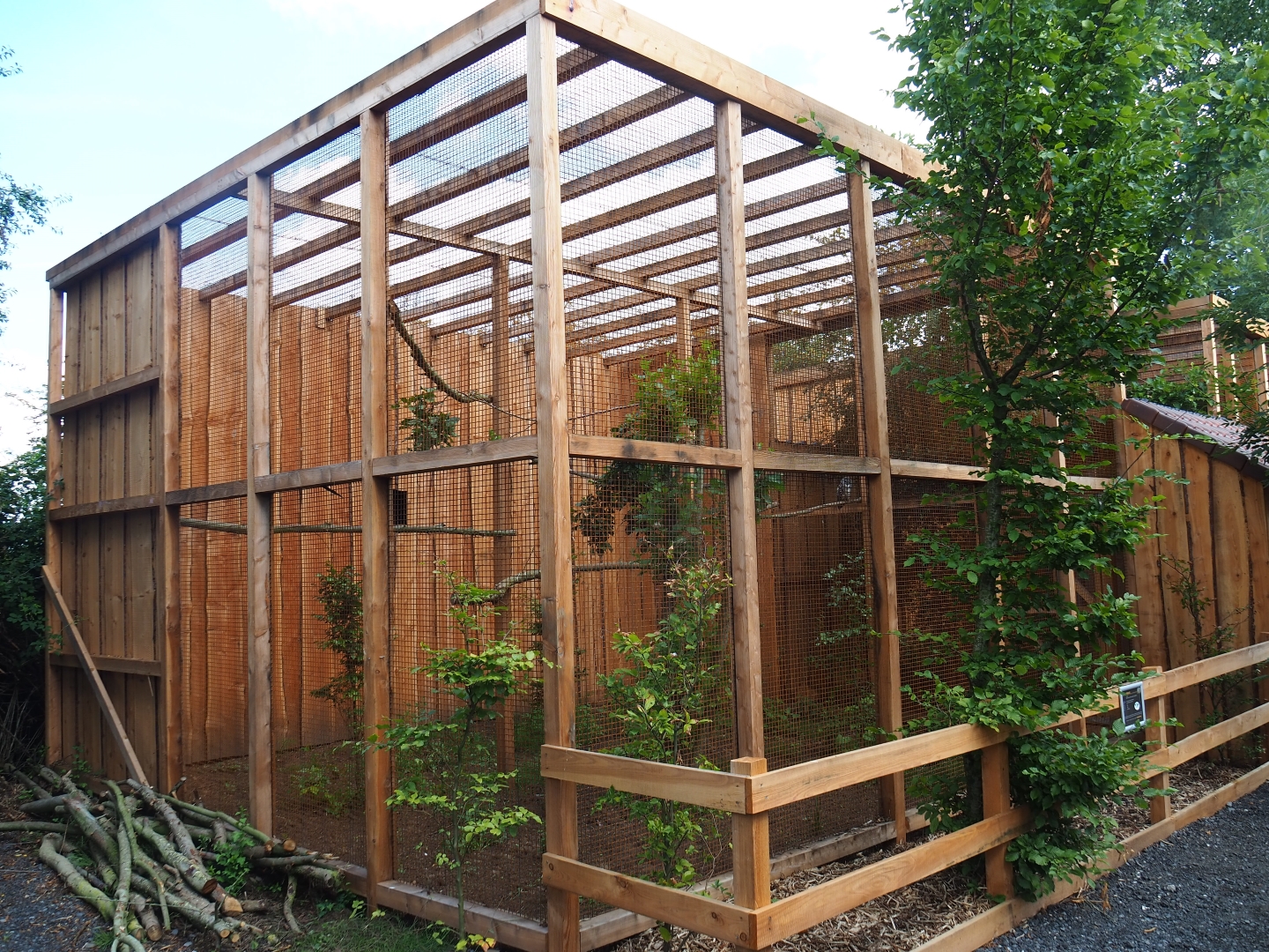 Aviary rufous-legged owl