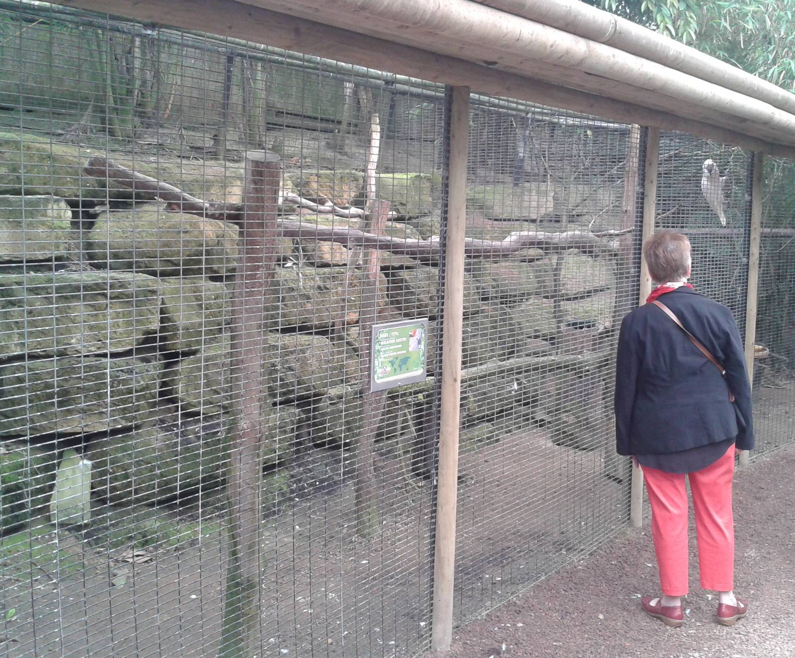 Aviary Salmon-crested cockatoo