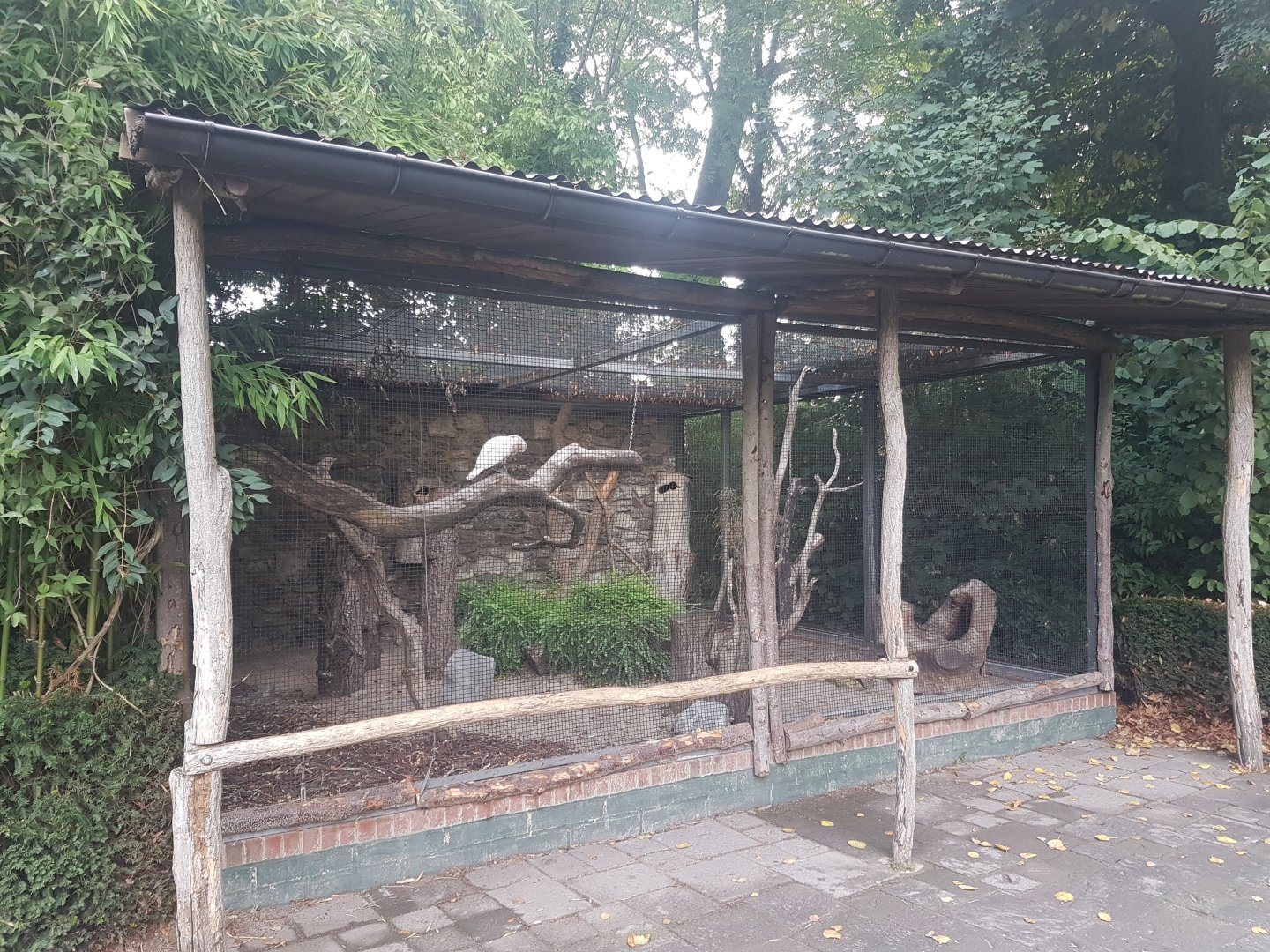Aviary Salmon-crested cockatoo