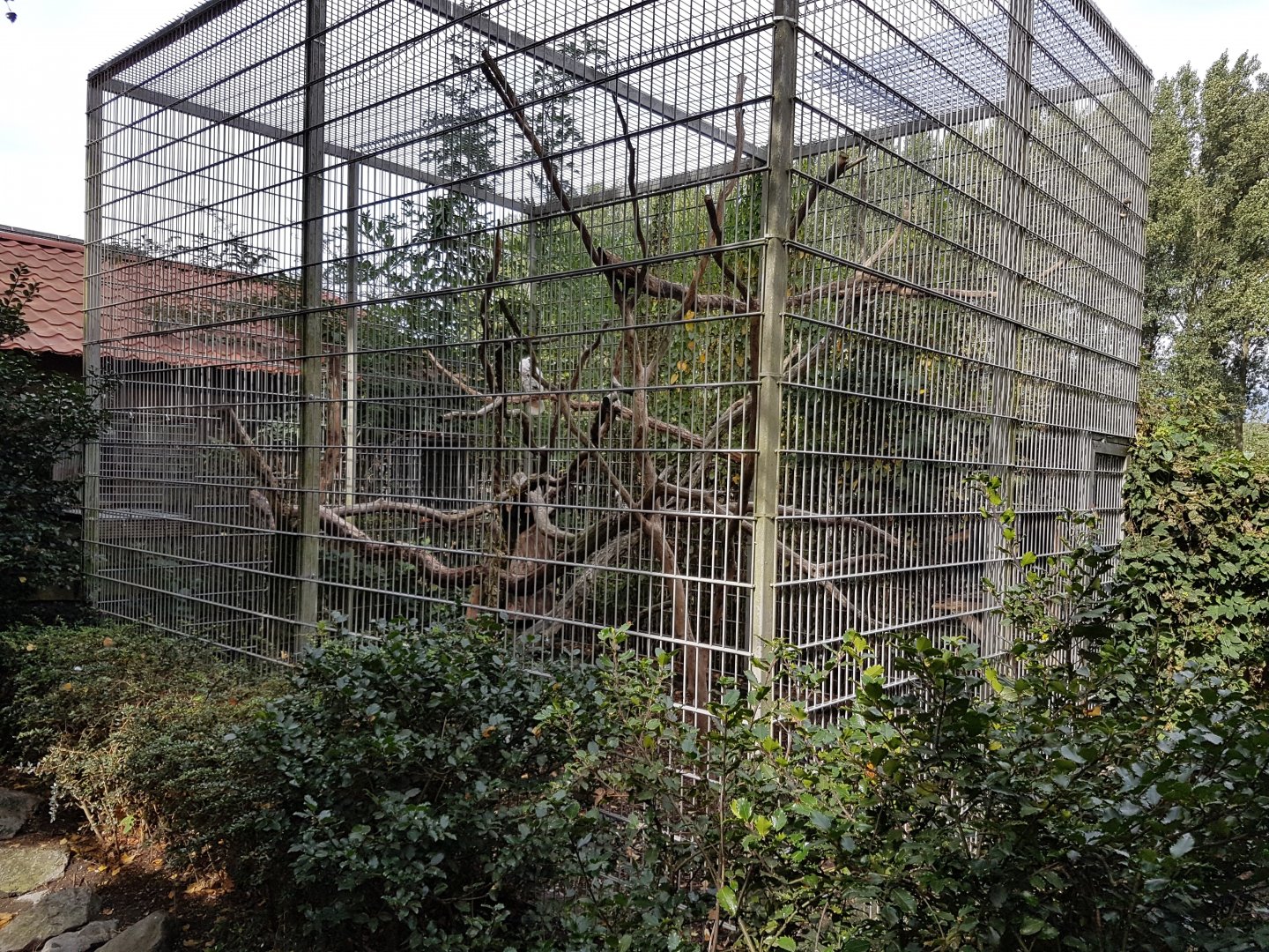 Aviary Salmon-crested cockatoo