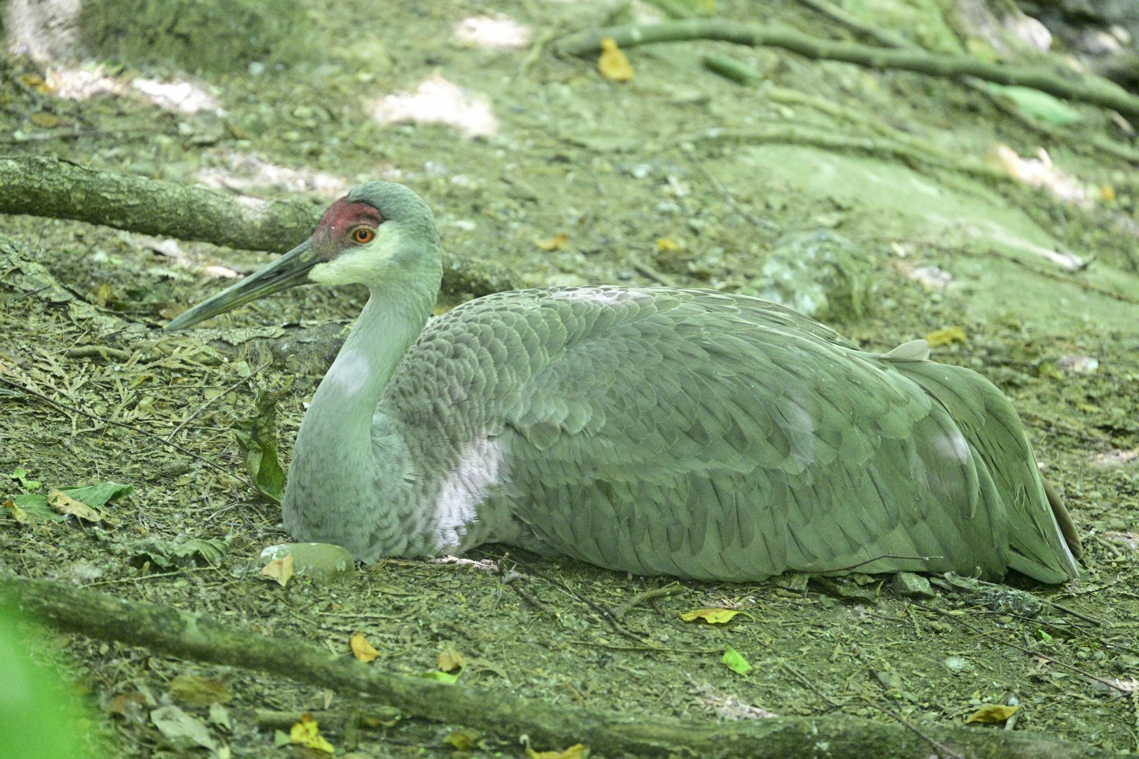 Aviary - Sandhill Crane (Antigone canadensis)