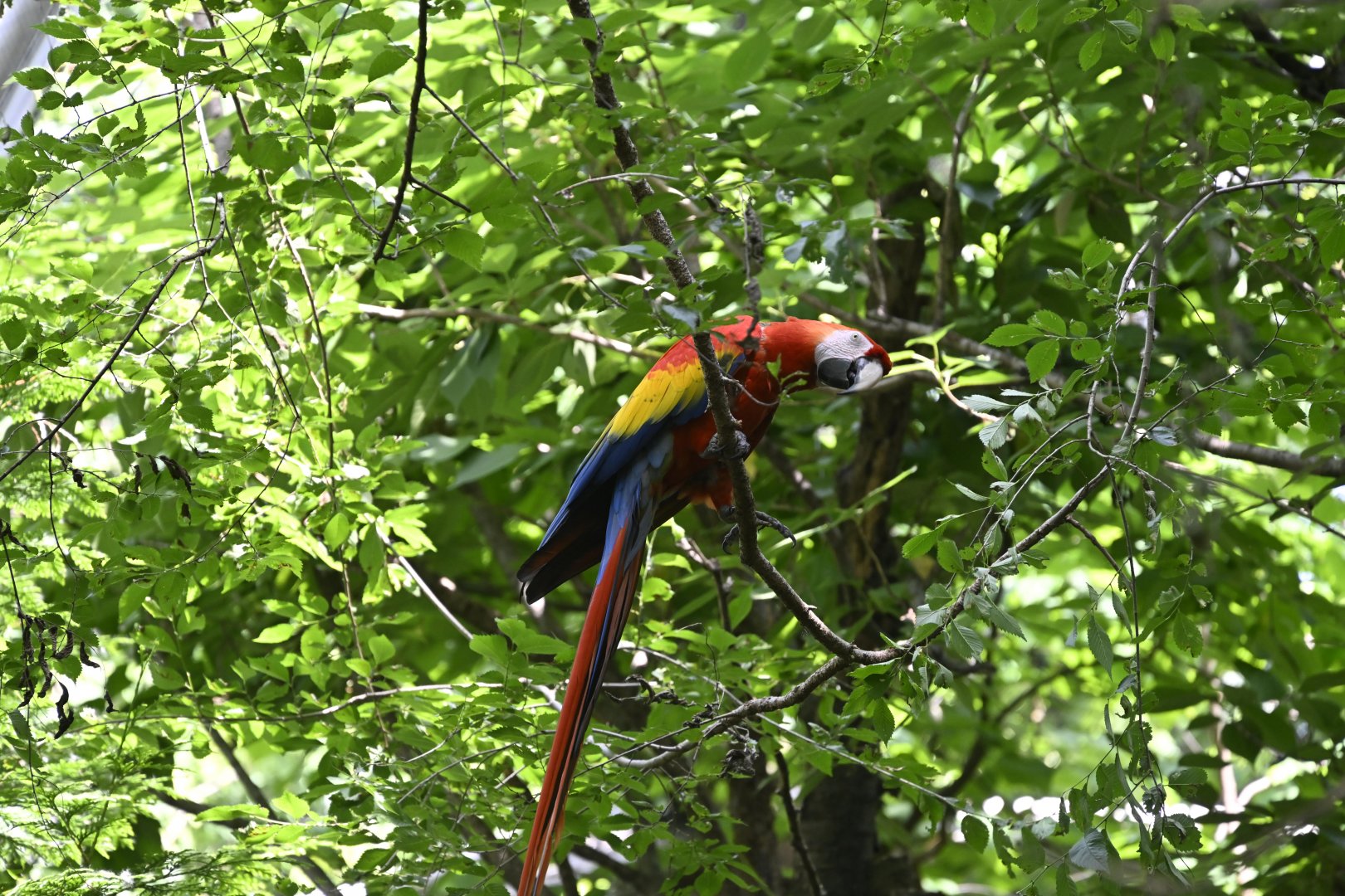 Aviary - Scarlet Macaw (Ara macao)