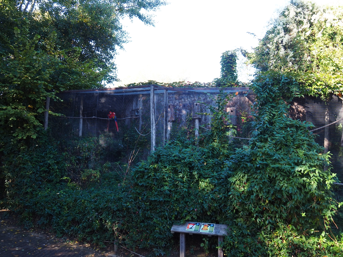 Aviary scarlet macaw - Sun conure (Oct 13th, 2018)