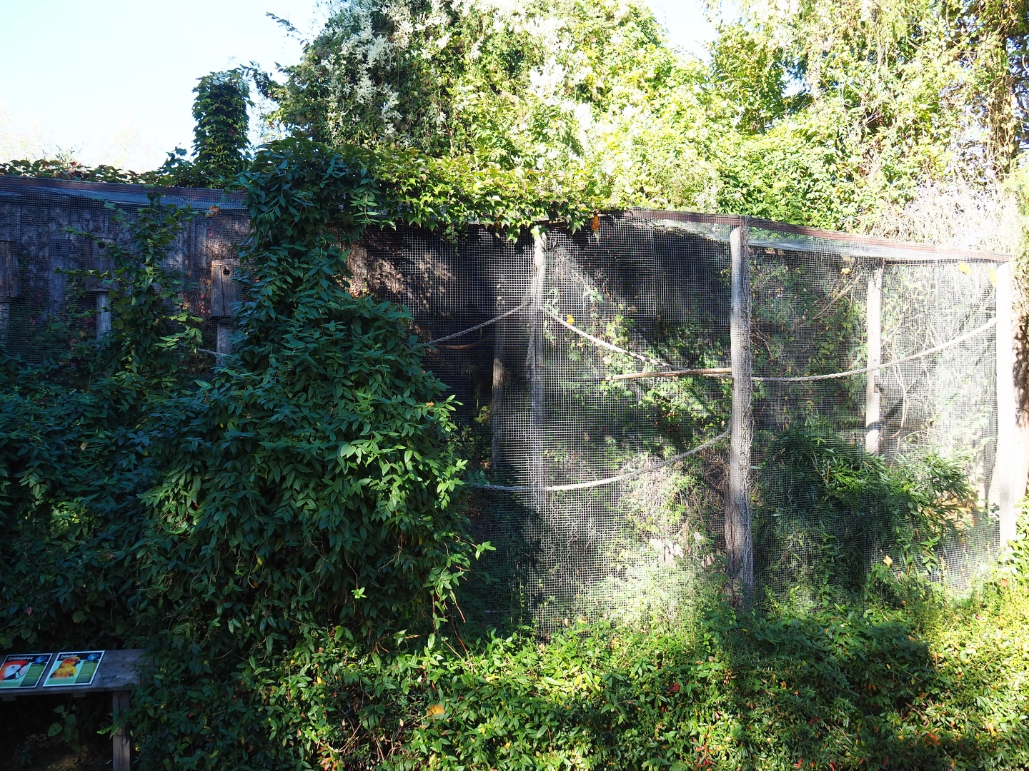 Aviary scarlet macaw - Sun conure (Oct 13th, 2018)