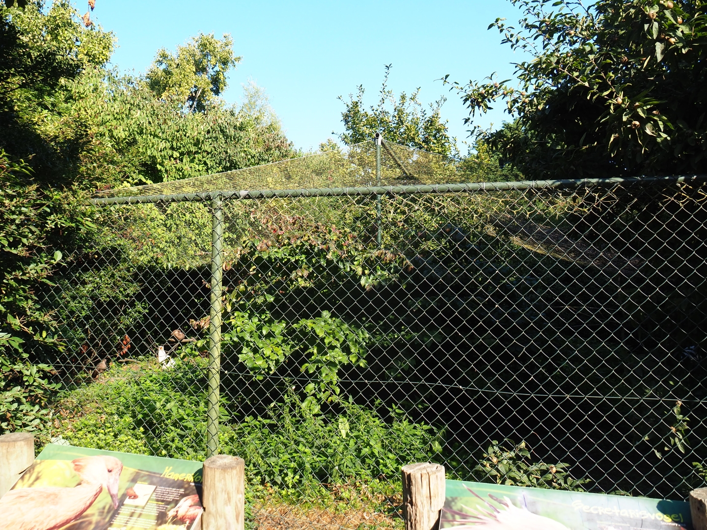 Aviary Secretary bird - Hamerkop (Sep 2nd, 2018)