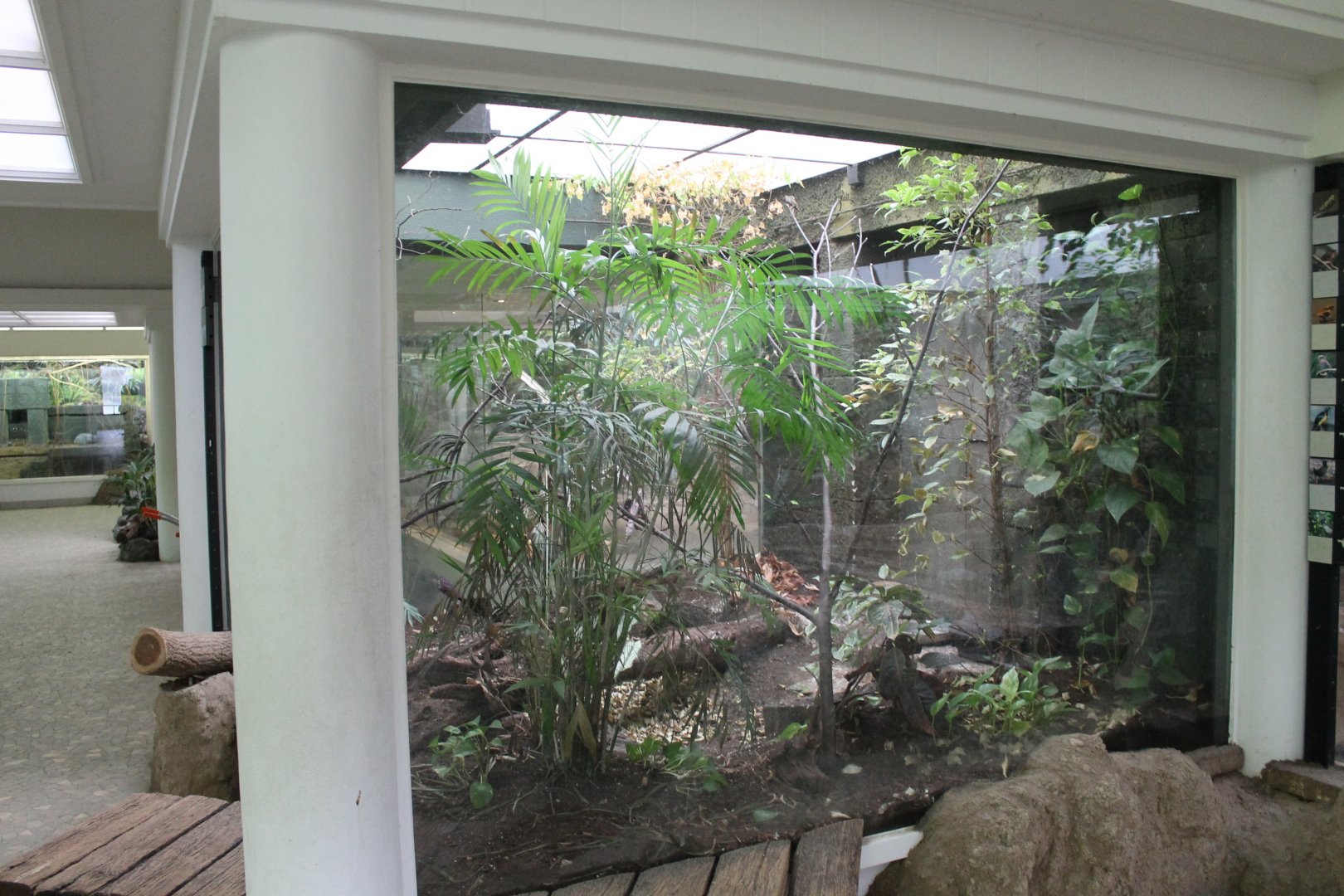 Aviary Shama and Avadavat